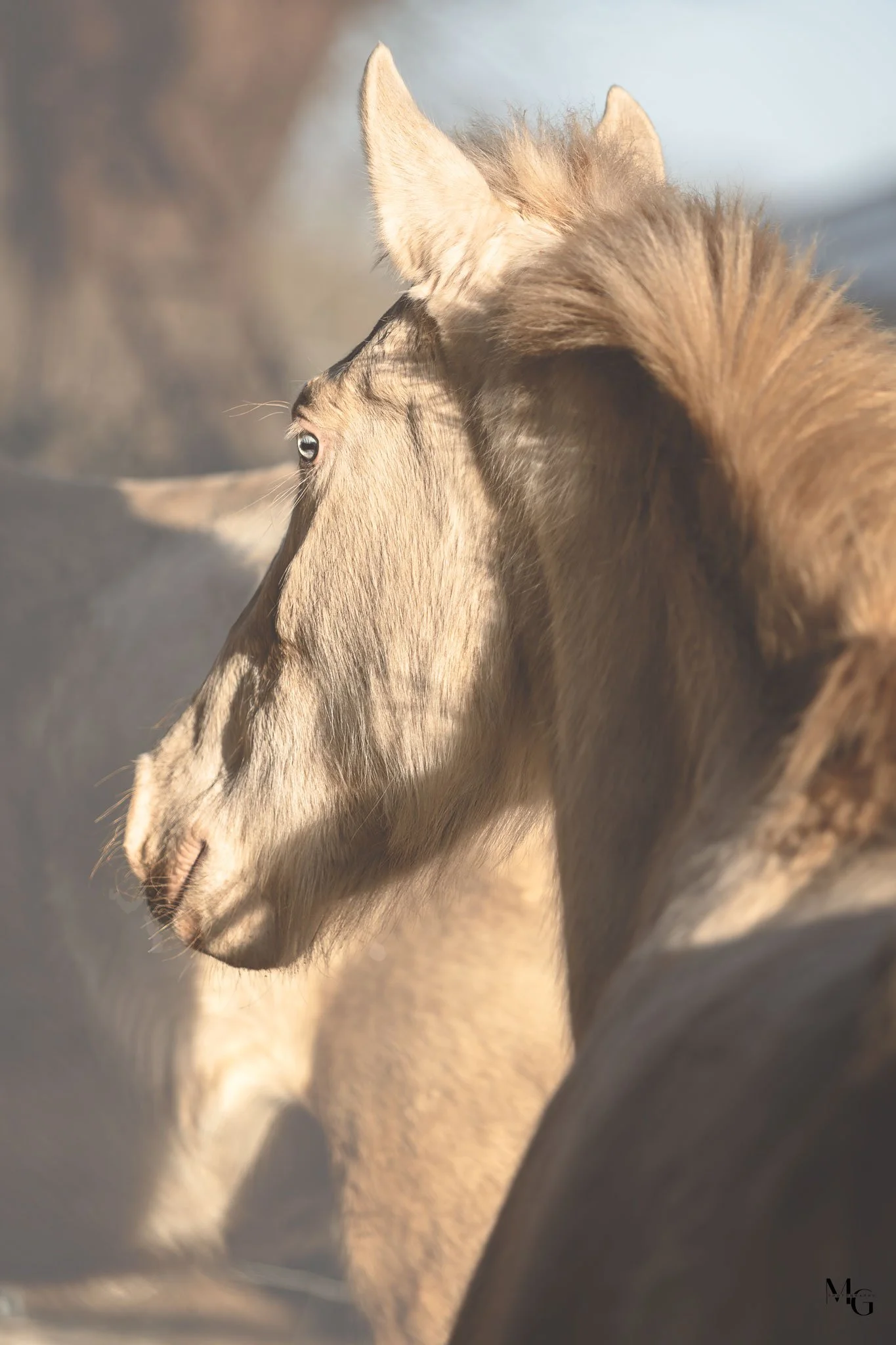 Close-up van een paard met een mooie beige en bruine vacht, gezien vanaf de zijkant.