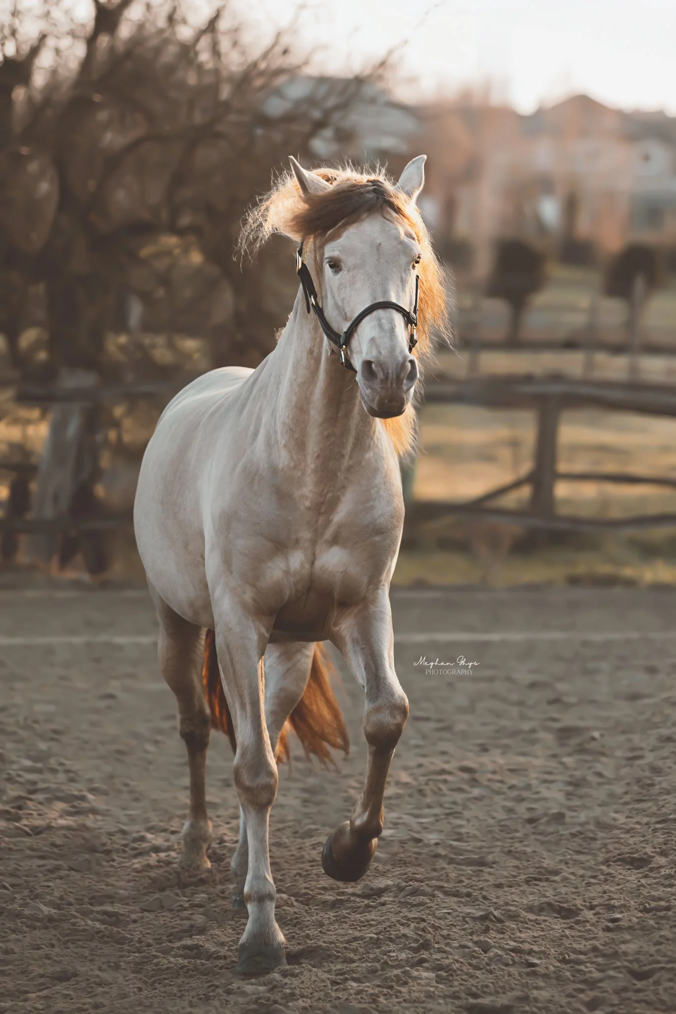 Witte paard rennend op een zandvlakte met houten hek en bomen op de achtergrond tijdens zonsondergang.