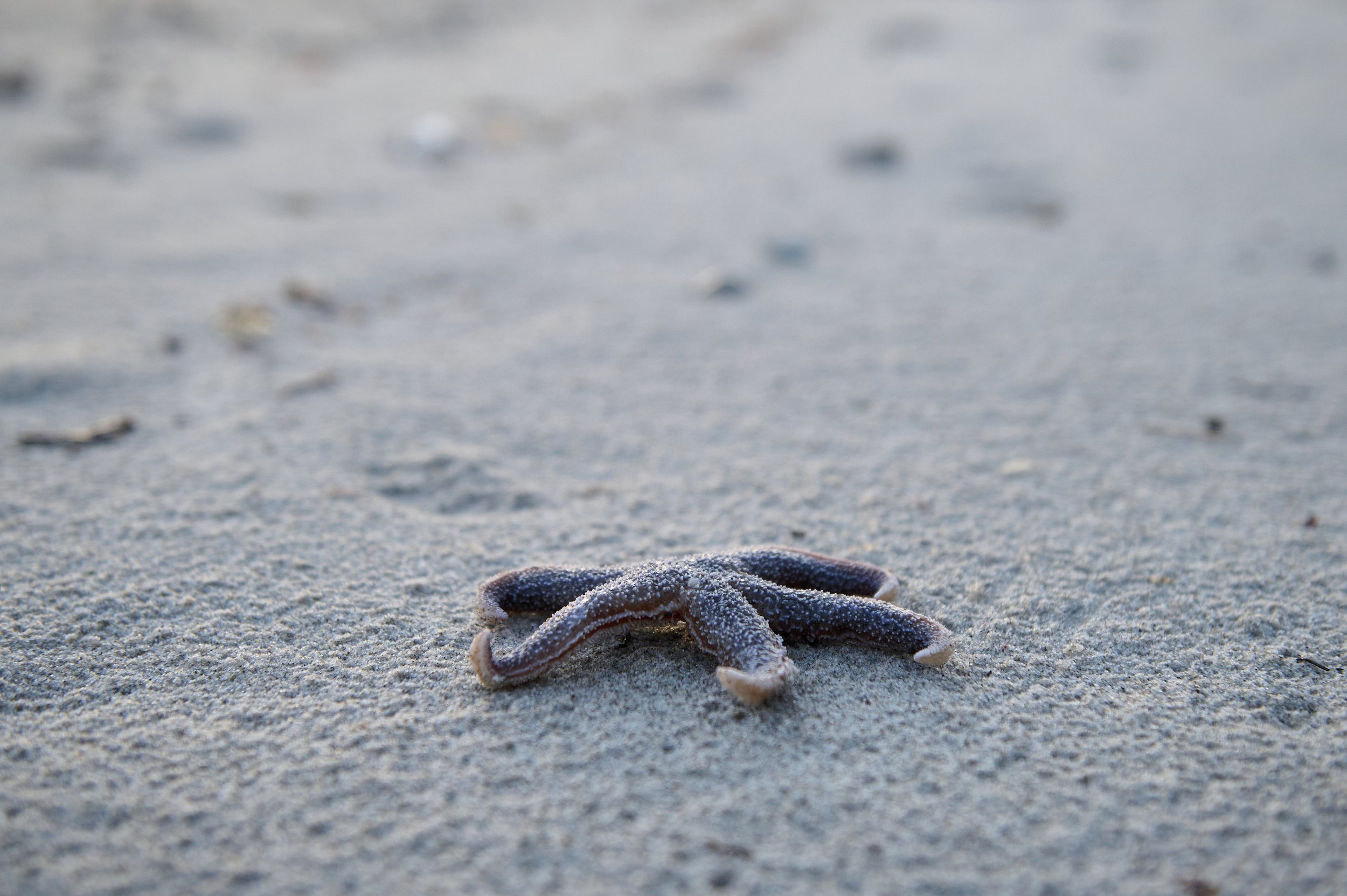 Fløsttrup Strand - 097 -.jpg