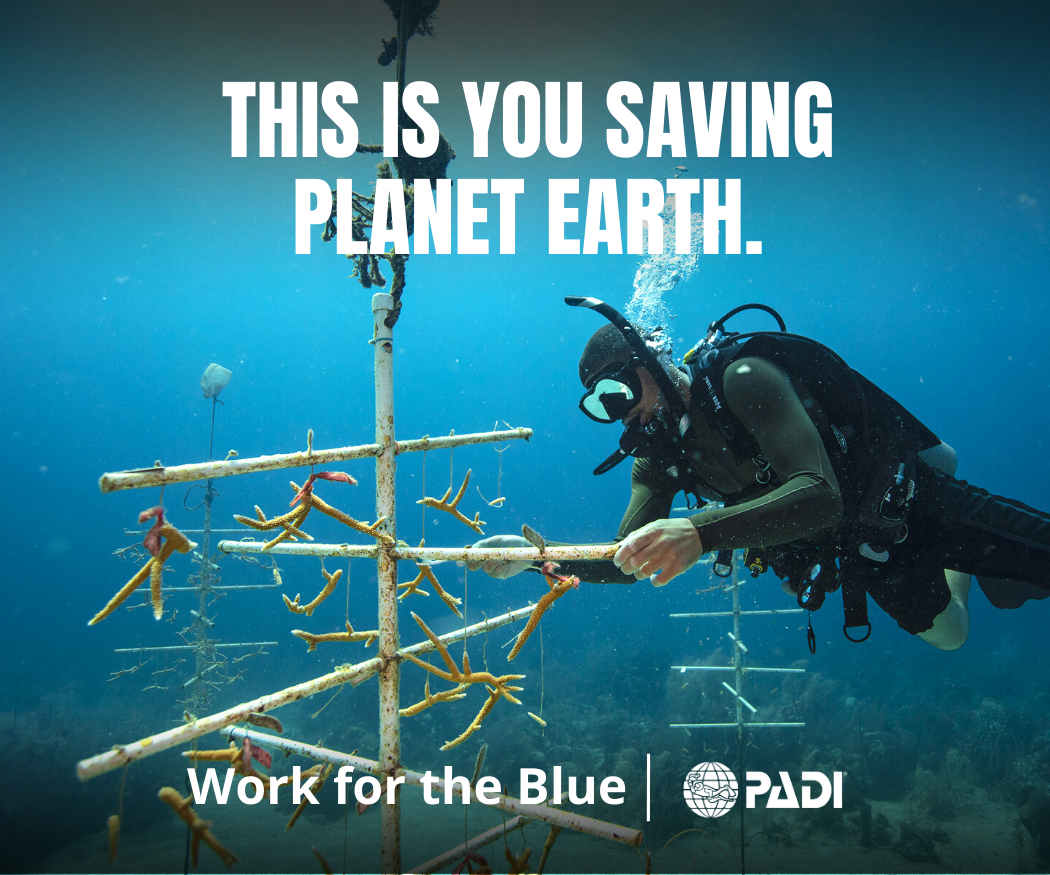 idc amed bali training