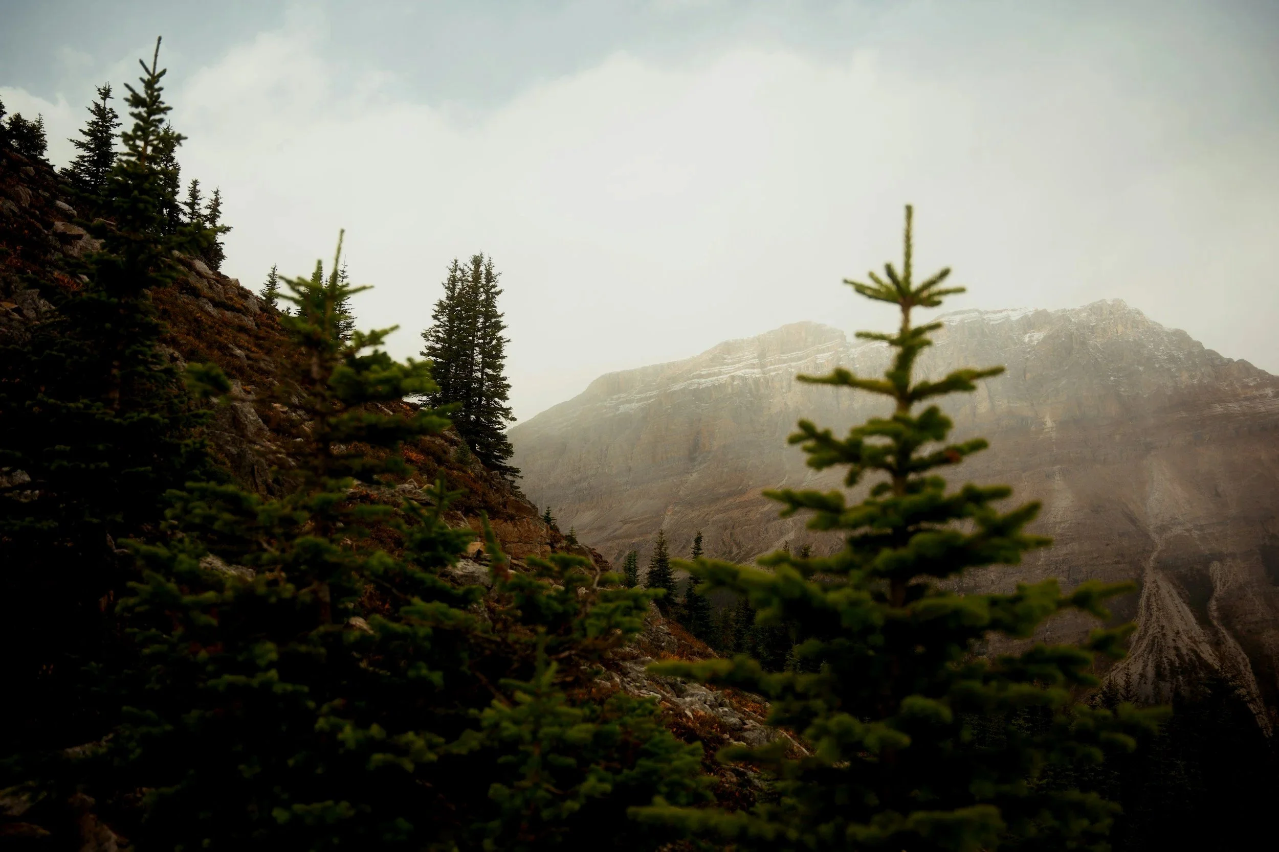 Mountains and pine trees in a forested area with overcast sky.