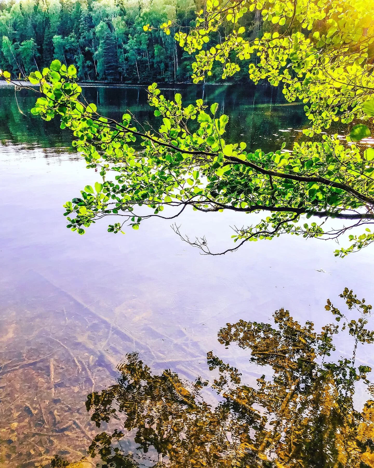 Rauhallinen järvimaisema, jossa vihreät lehvästöt kaartuvat veden ylle ja heijastuvat tyynestä pinnasta.