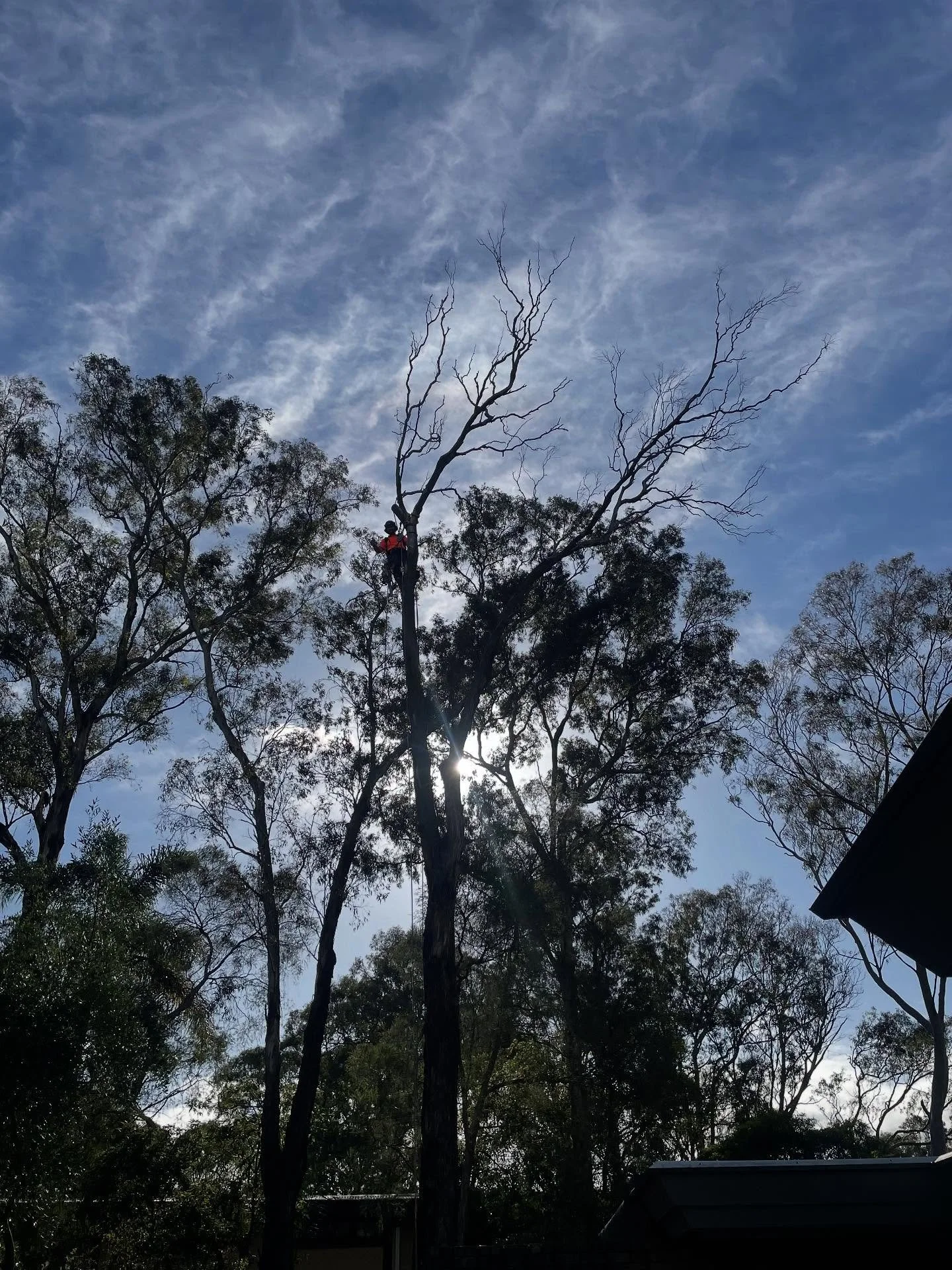 ⚠️🌳🌳⚠️. Removing this crispy dead eucalyptus next to a house in eltham today - we worked with the homeowner and council to get the correct permits to keep this family safe from an unwanted guest crashing through the roof  #treelife🌳 #treeworker #s