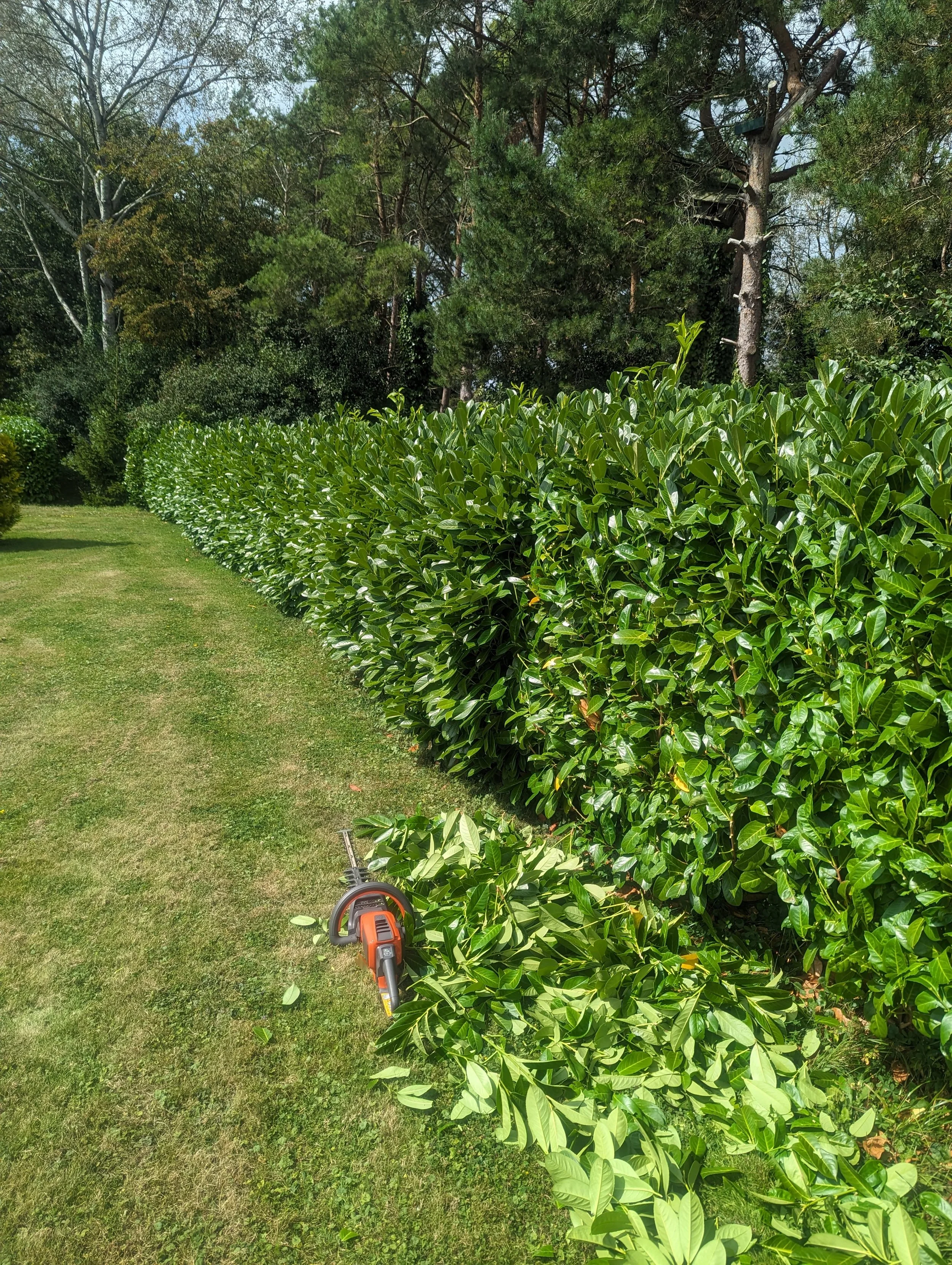 Hedge cutting and removals