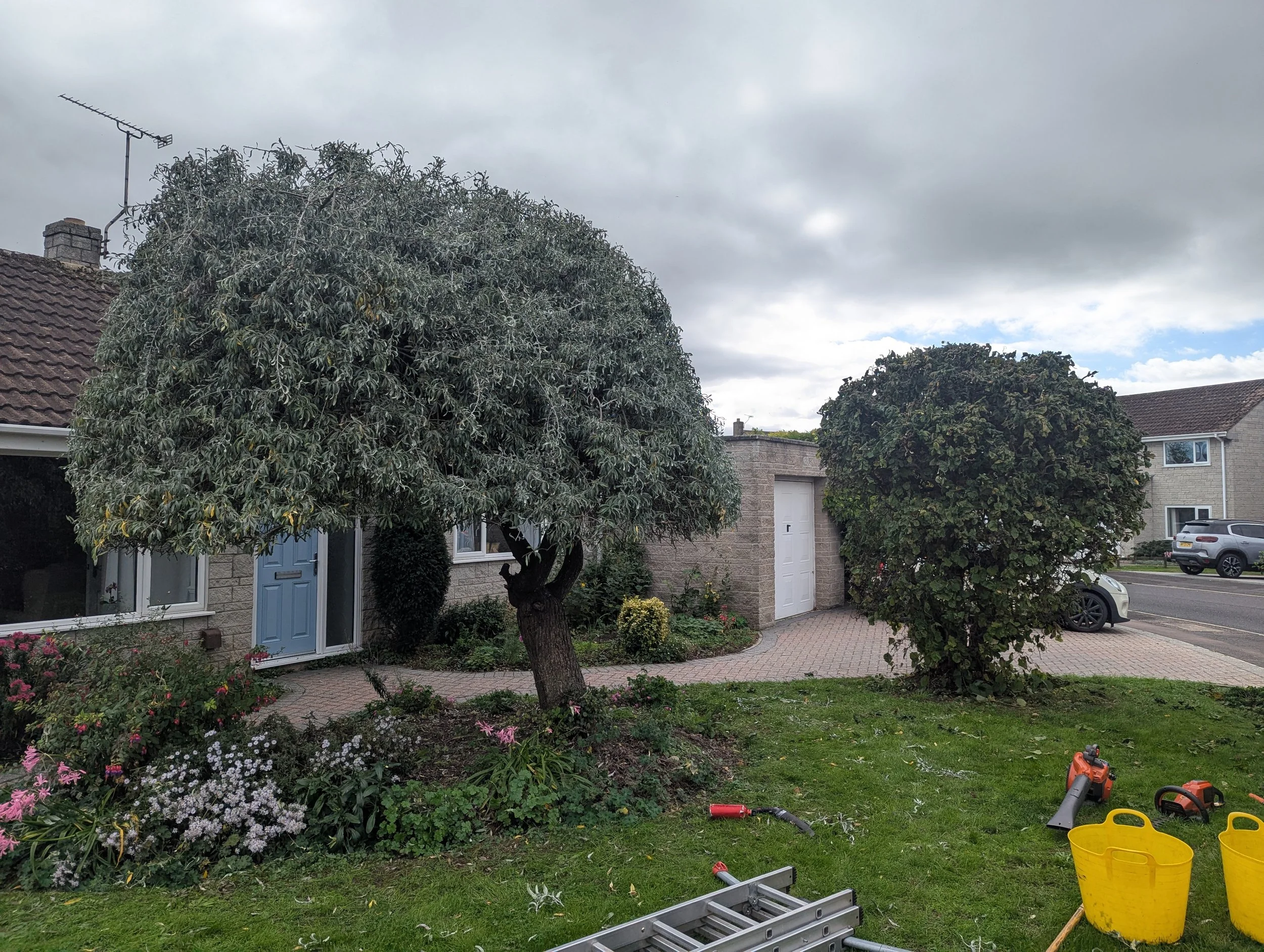 Domestic tree work and fruit trees