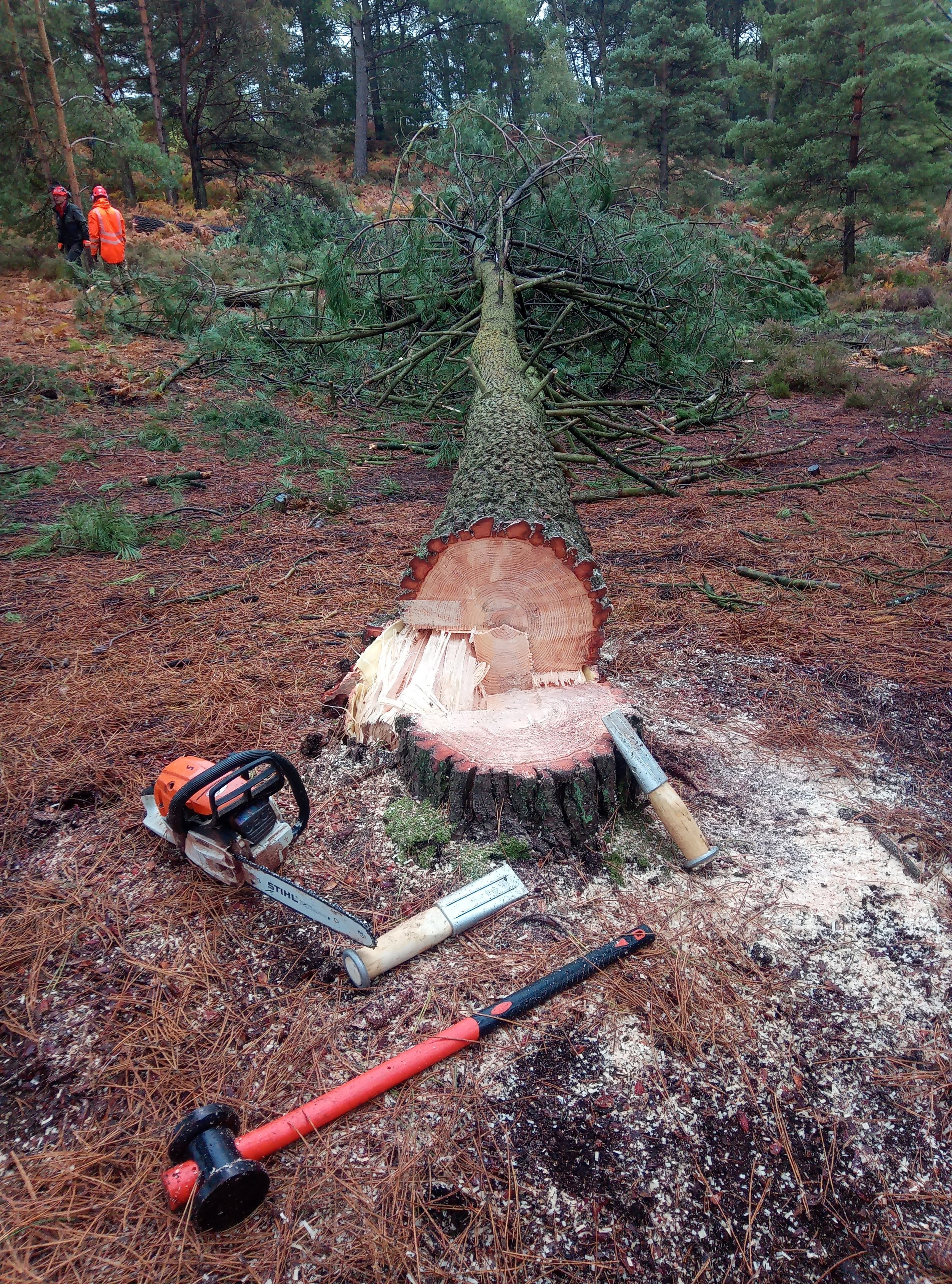 Forestry and tree felling