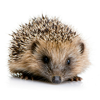 Help our native Hedgehogs