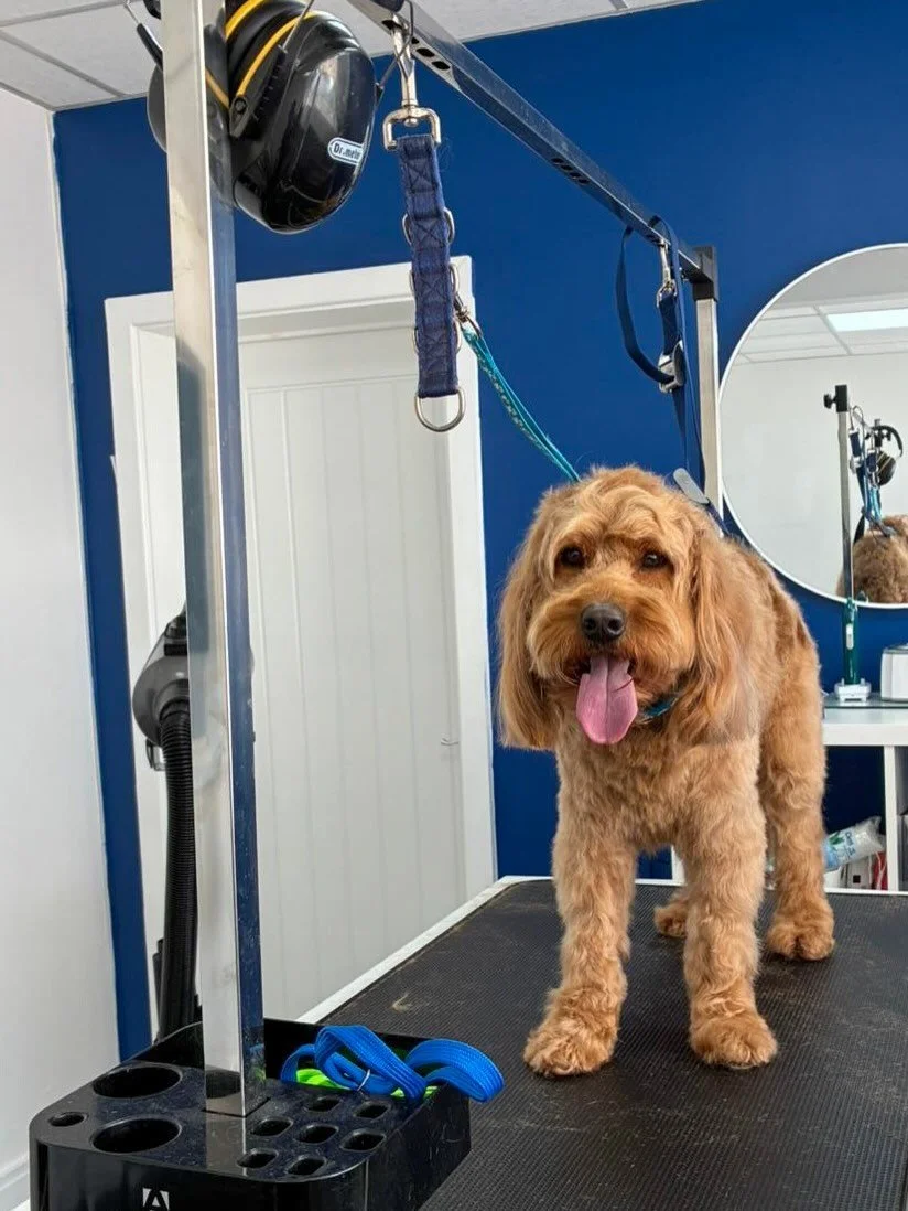 We had the lovely Woody in today for a full groom!

Swipe for the before 👉