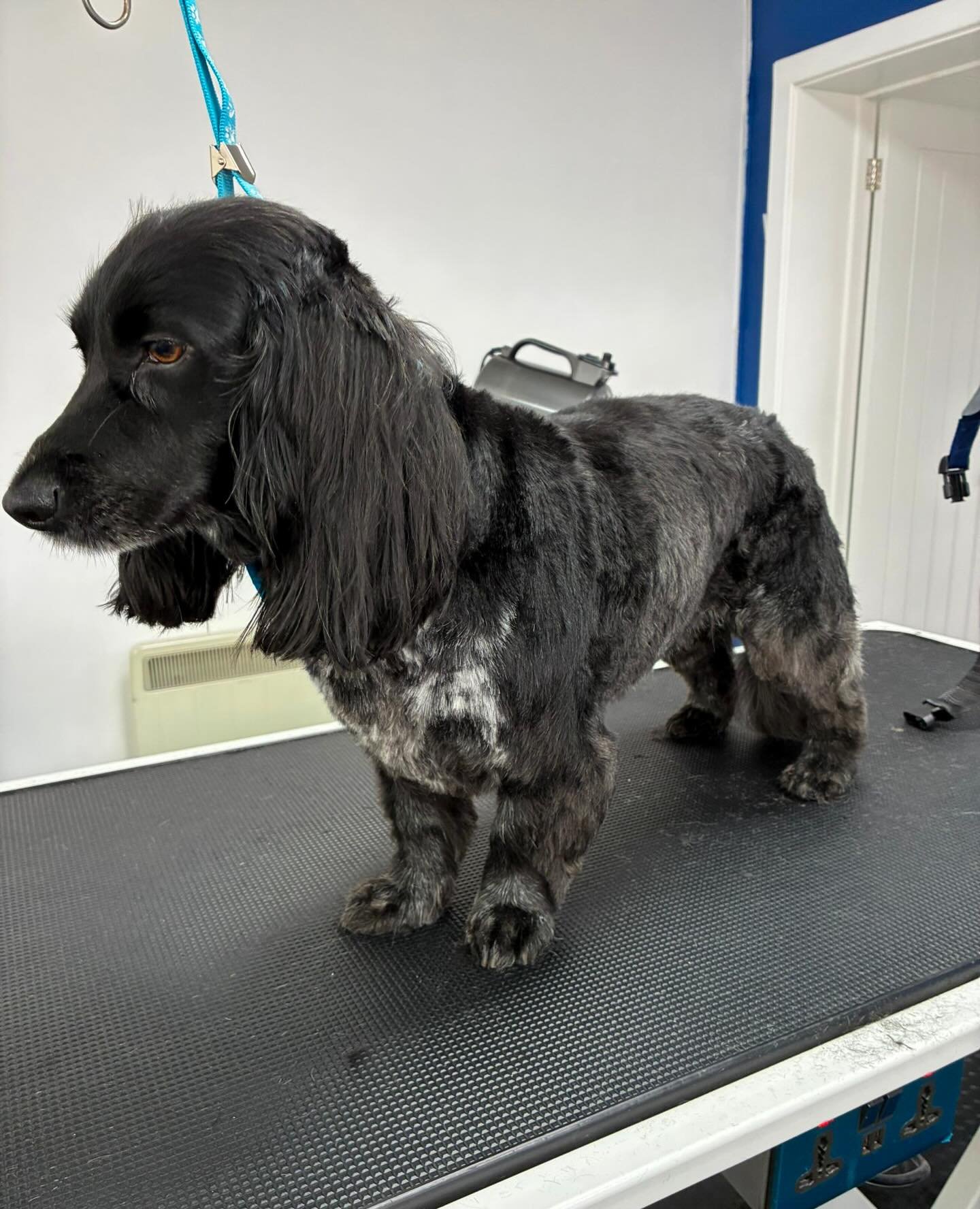 Today we had the pleasure of giving Stanley a full groom - such a good boy!