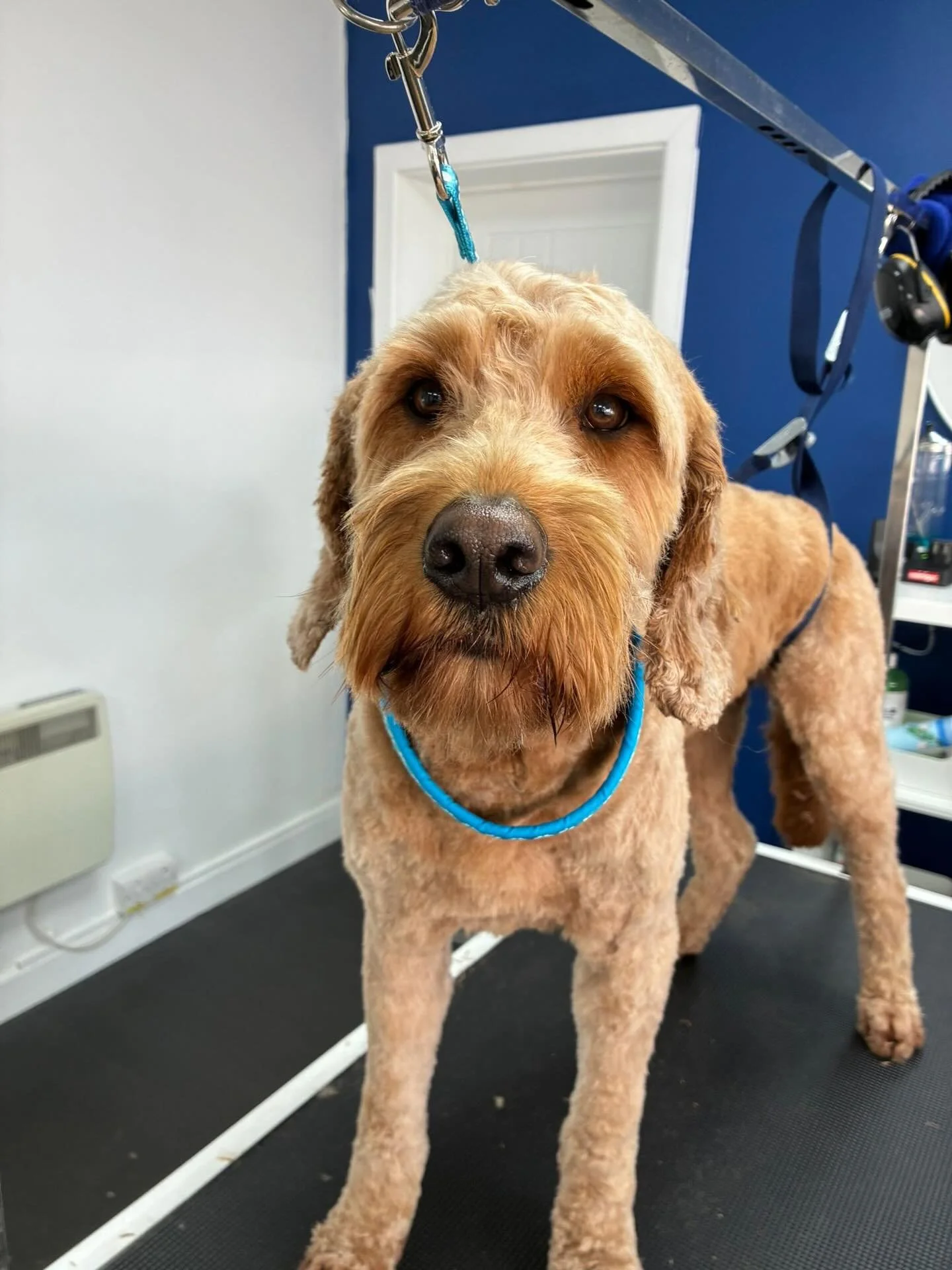 Our new client Milo came in for a full groom today. Fresh trim, clean coat, and all set to go. 💙