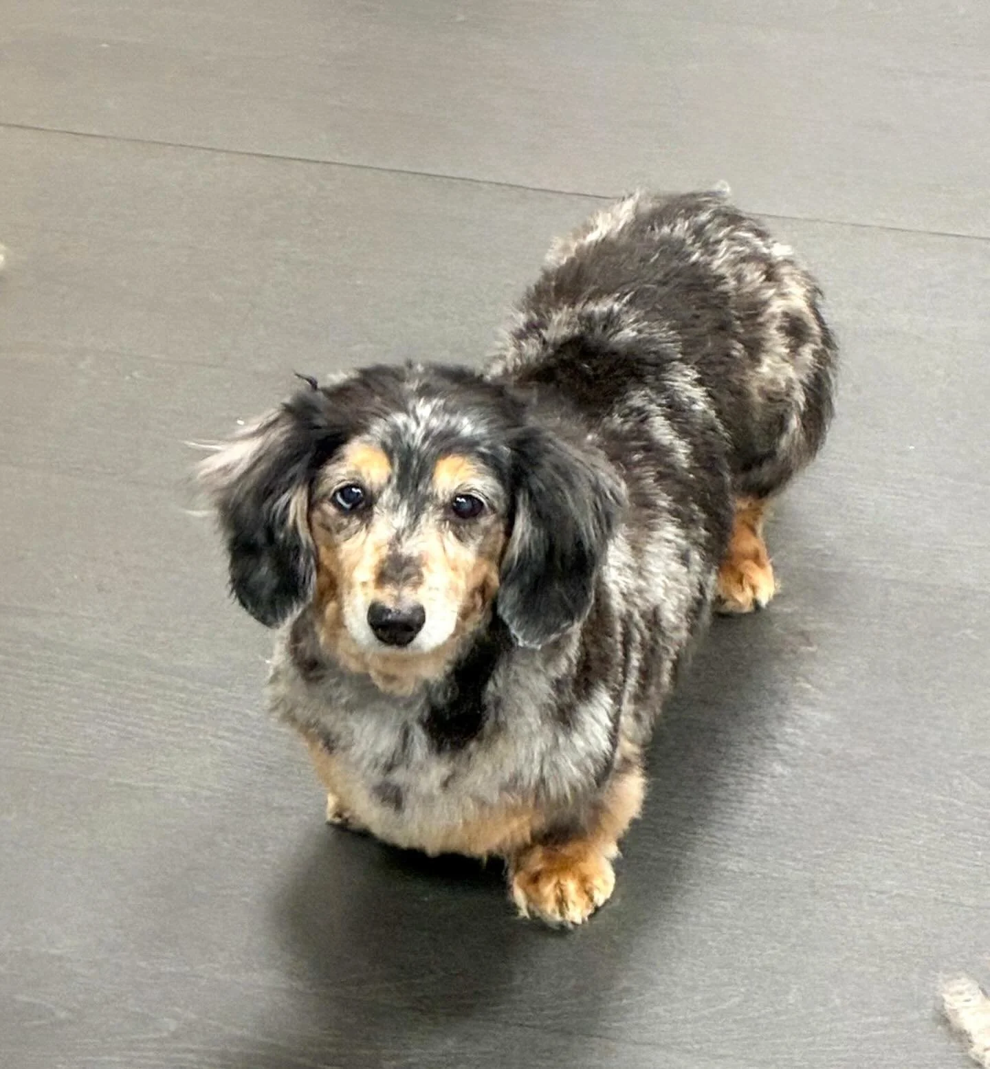 First clients of the day!💙 We had two long haired dachshunds, Ziggy and Ria, come in for a little tidy up and left looking fresh.