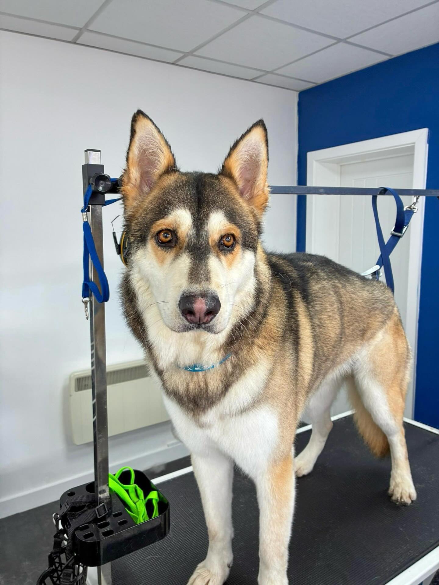 Enzo came in for a full de-shed today 🐶

De-shedding treatments are perfect for removing loose undercoat, reducing shedding at home, and keeping your dog&rsquo;s coat healthy and breathable.

Less hair on your floors, more comfort for your pup &mdas