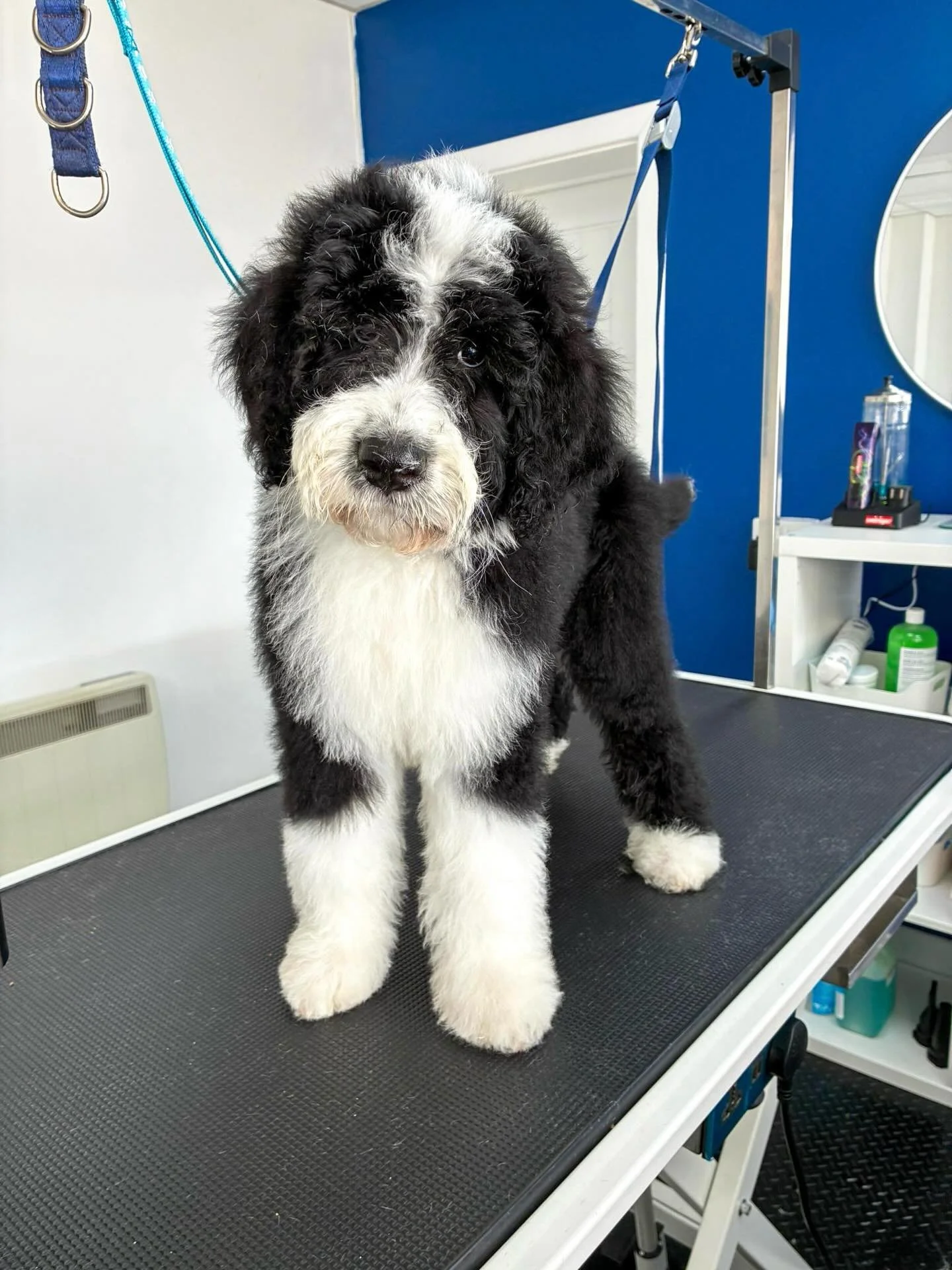 Meet Bowie, just 12 weeks old and came in for his puppy introduction session!

Early grooming visits are so important to help your puppy feel calm, confident, and comfortable in the salon environment. It&rsquo;s all about building positive experience