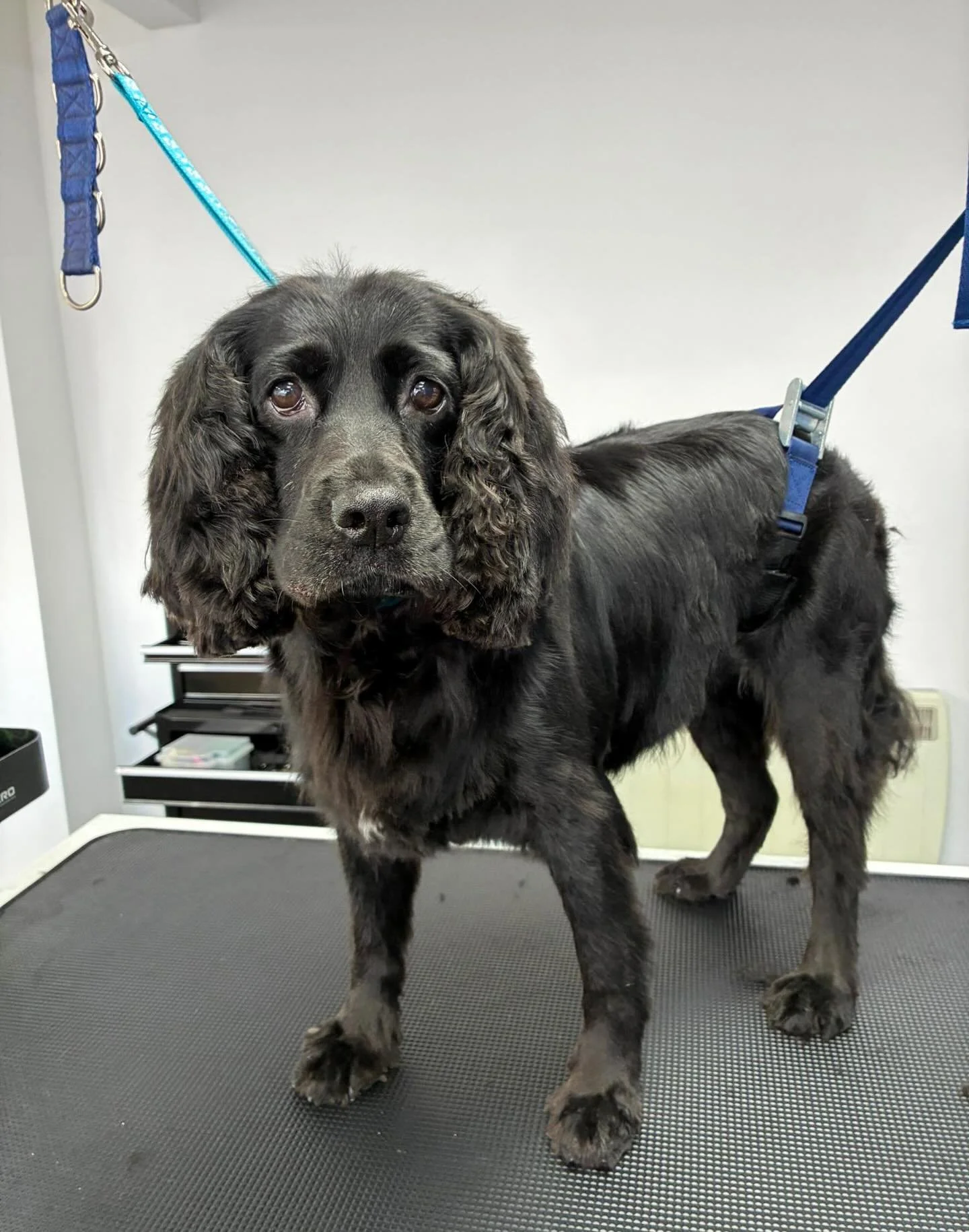 The gorgeous Poppy came in today for a full groom ✨