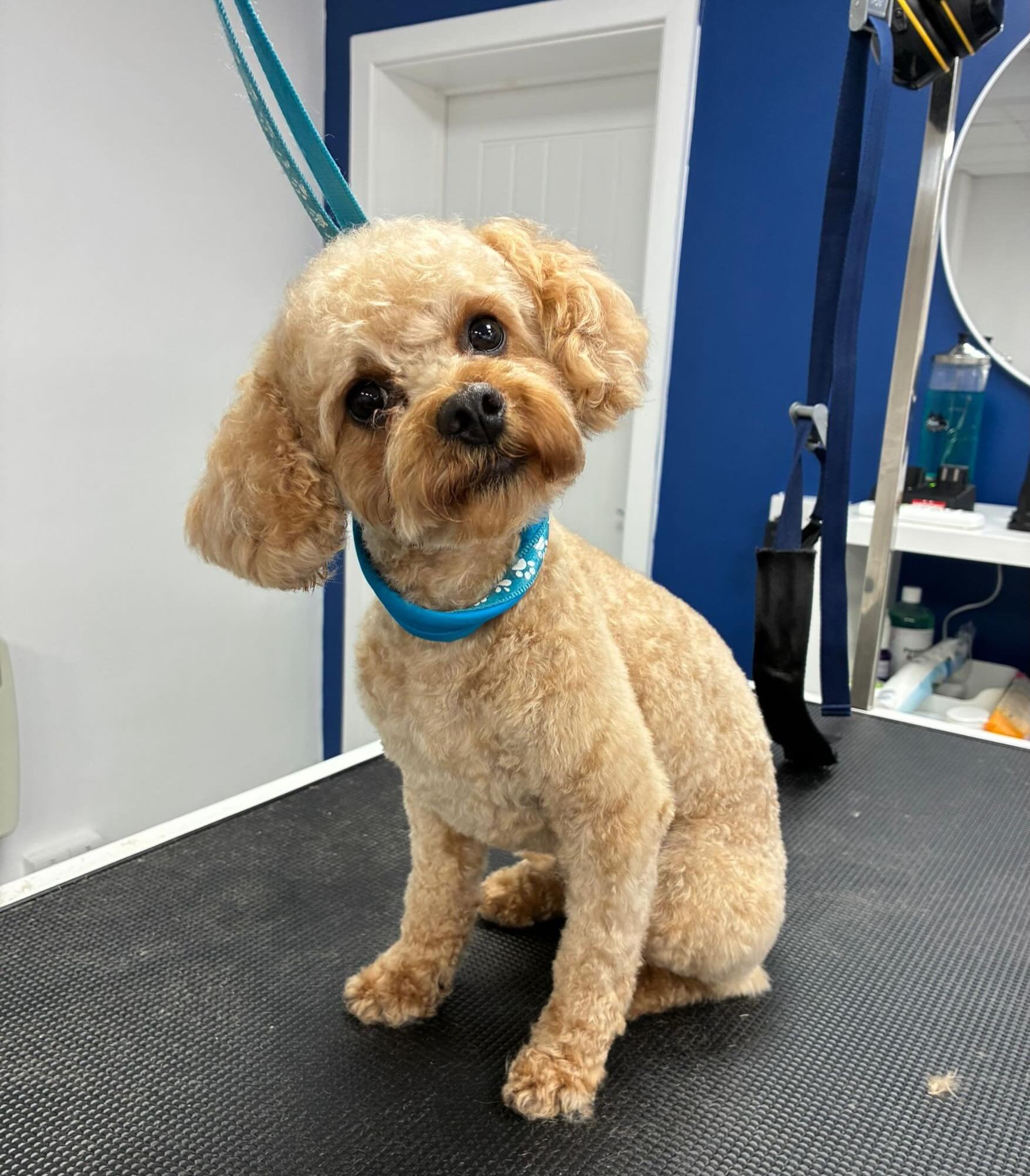 A big welcome to first-time visitor Arnie 👋

Such a good boy for his first groom with us and an absolute pleasure to have in the salon💙

#FirstGroom #WelcomeArnie #DogGrooming #PamperedPup