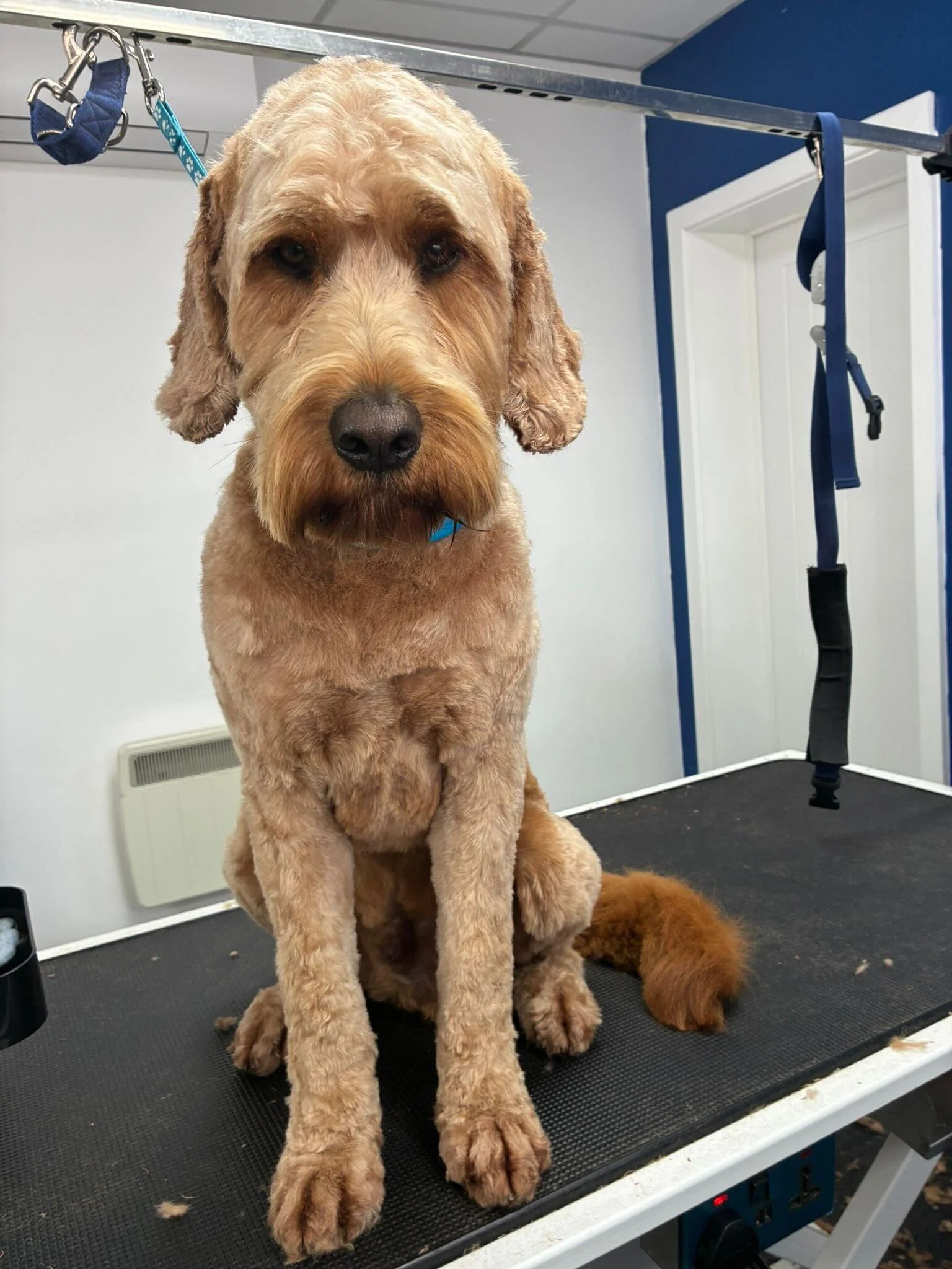Yesterday we had Milo the Goldendoodle &amp; Albie the Cavachon. Staying cool in the aircon while getting fresh, fluffy, and summer ready 🧊