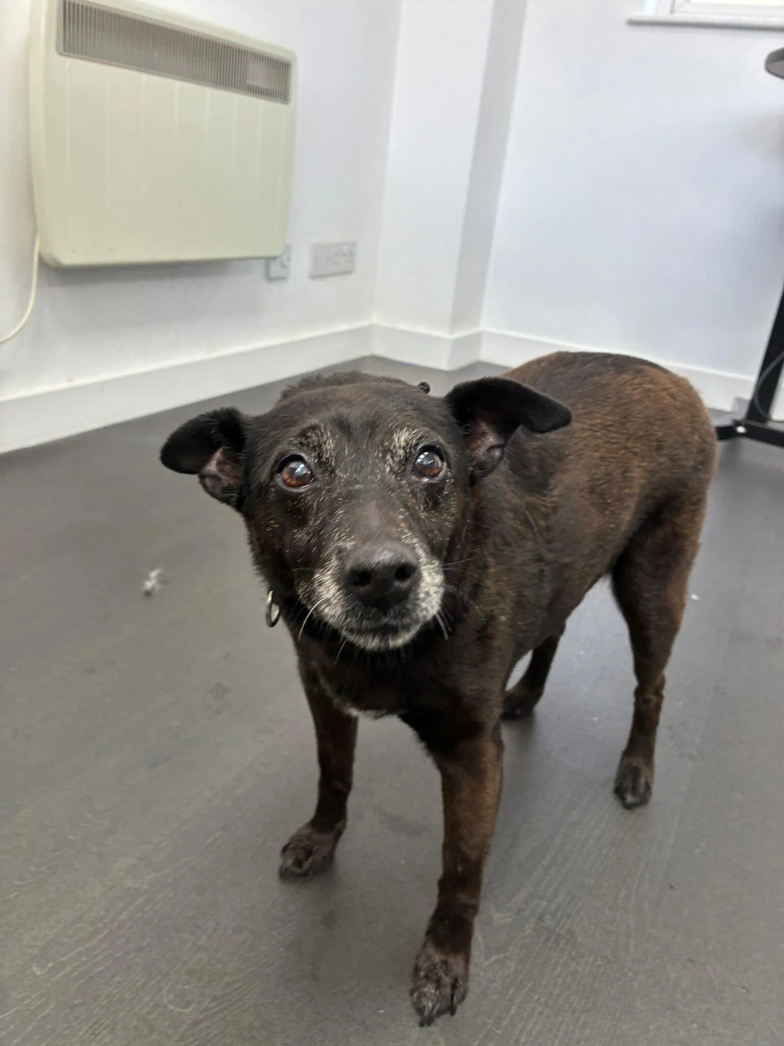 Tony the 16 year old Patterdale Terrier, Murphy the Shih Tzu &amp; Isla the Cocker Spaniel were keeping cool, comfy, and stylish in the salon today❄️

Fresh trims and plenty of aircon for these lovely pups 🐶