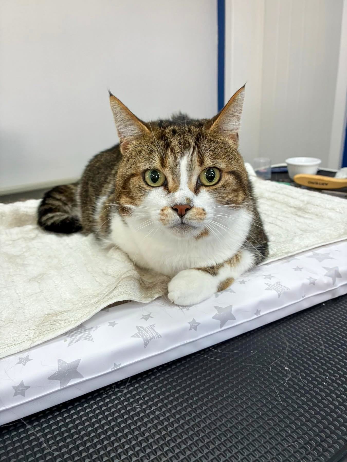 We had a day full of cats at WAGS today! 🐈

We started with the gorgeous Maya who enjoyed her full groom, followed by her handsome son Kiwi who came in looking equally fabulous after his groom ✨

To finish the day, the adorable Banzi stopped by for 