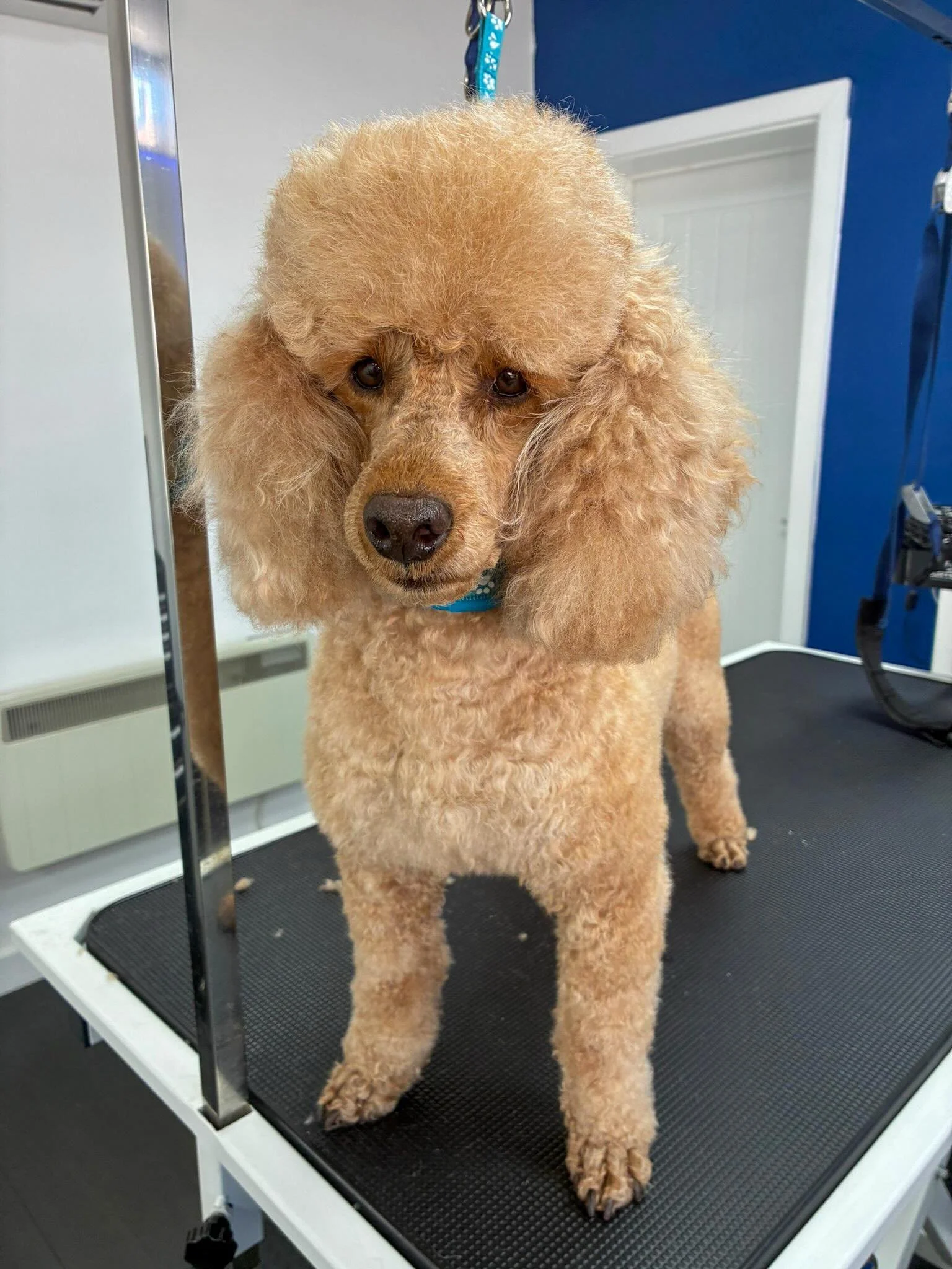 Pampered pups in the salon today ✨

🐩 Bear the Poodle popped in for a fresh bath between grooms and left looking fluffy and fabulous!
🖤 Bella the Bull Terrier enjoyed a gentle de-shed treatment, perfect for our lovely elderly lady.
✂️ Polly the Shi