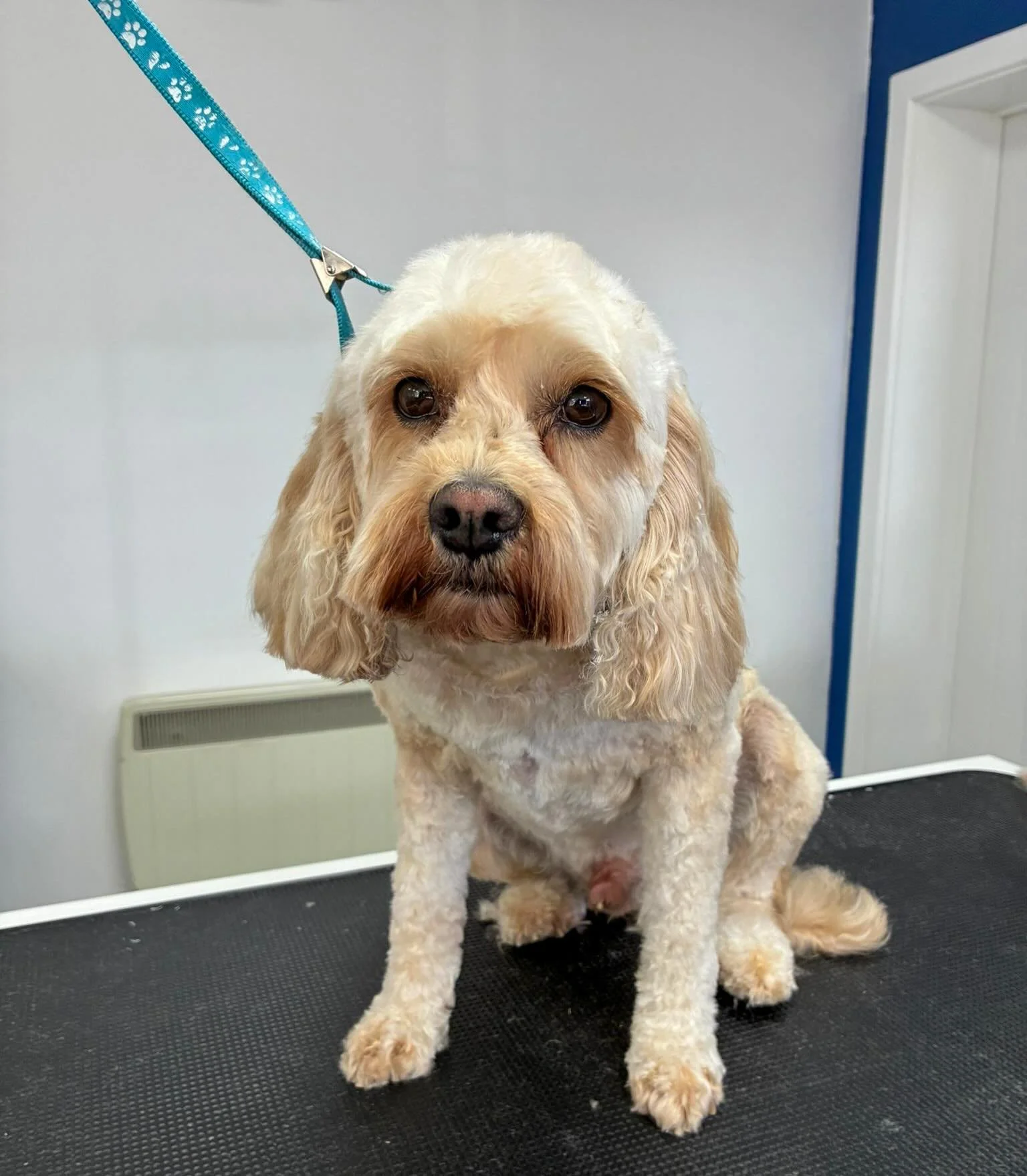 Marley, Harley and Amaya all came in for a full groom today 🛁

Such lovely dogs, enjoying a pamper and staying nice and cool in our air-conditioned salon 🌬️

If your dog could do with a freshen up, message us to find out how we can cater to your do