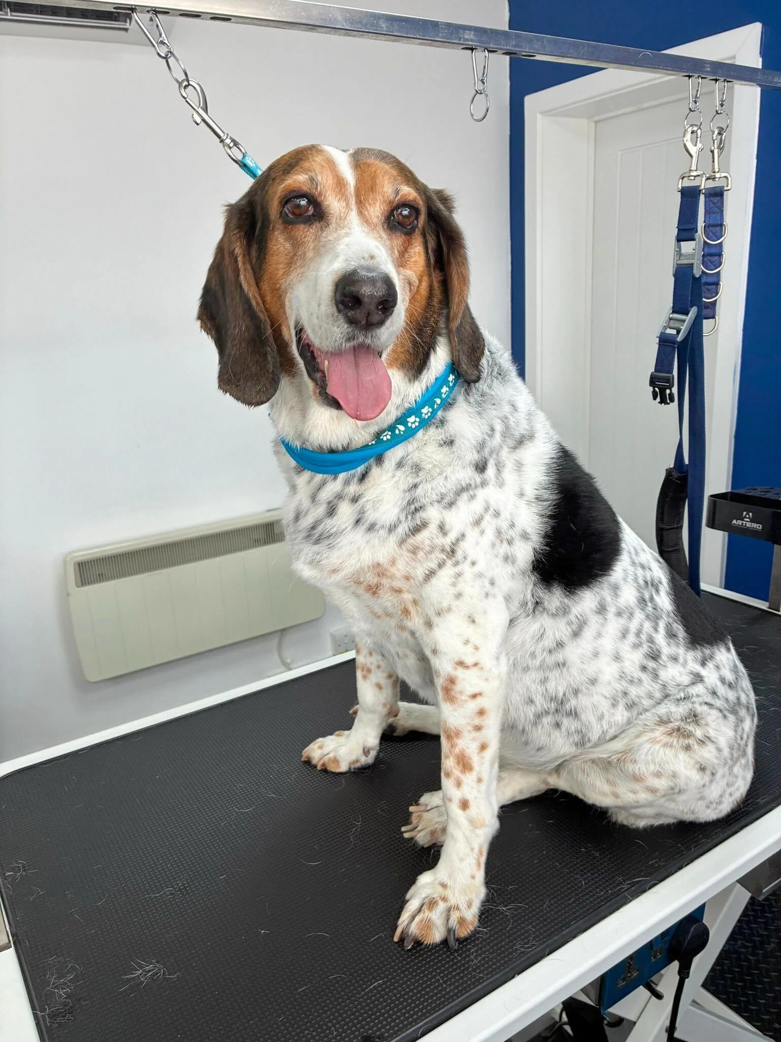 A busy 48 hours in the WAGS salon! 🐾

Stanley the Pointer cross Beagle visited for a de-shed, while Murphy and Lyla the Cockapoos enjoyed their full grooms and left looking fabulous yesterday🛁✨

I also had the pleasure of grooming Rai and Ziggy the