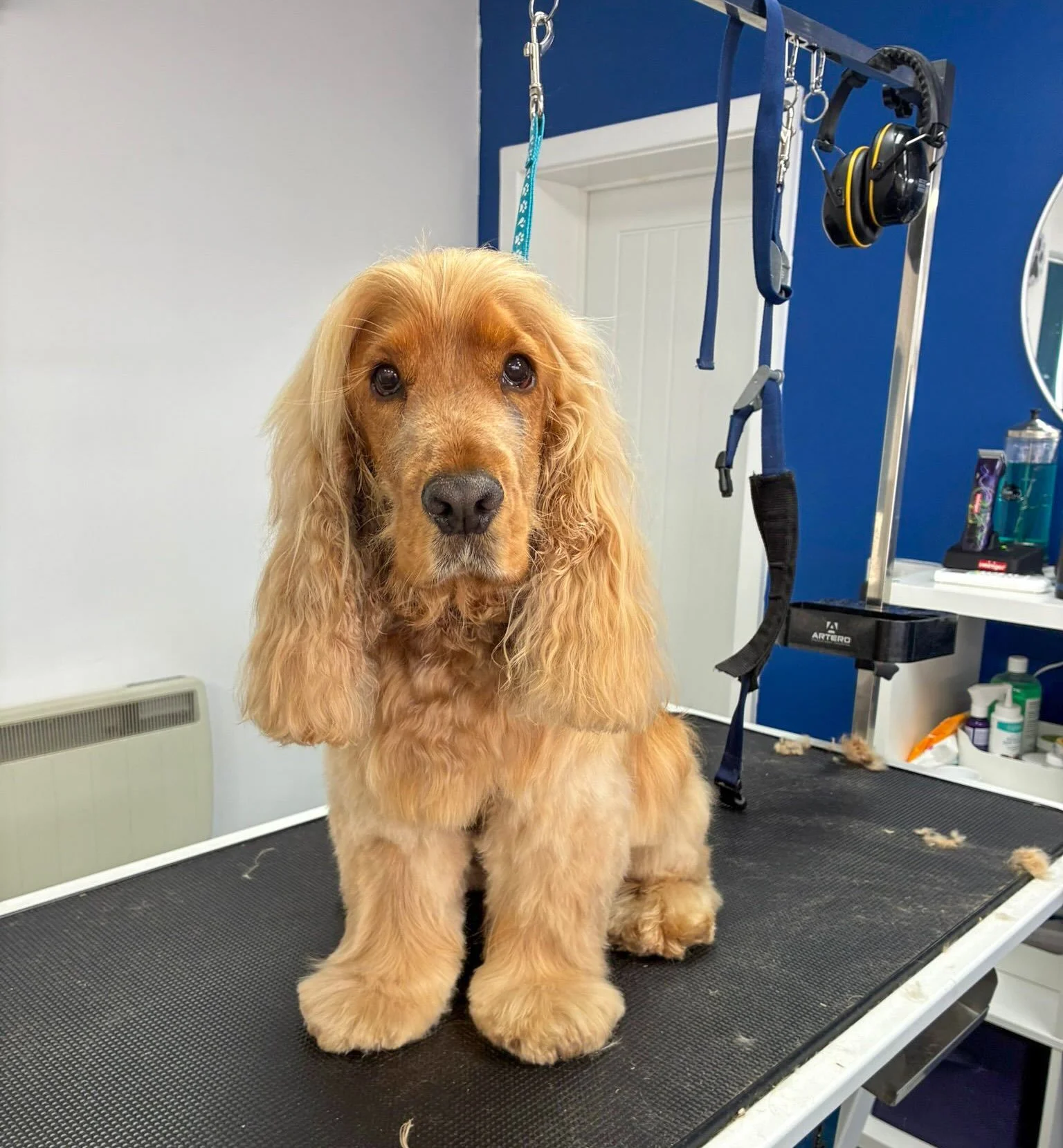 Another busy week at the salon and what a lovely bunch we&rsquo;ve had! 🐾

This week&rsquo;s grooming stars were:

🐶 Ernie the Cocker Spaniel
🐶 Peppe the Terrier Cross
🐶 Pip the Working Spaniel
🐶 Vinny &amp; Rocco the Shih Tzus
🐶 Bear the Poodl