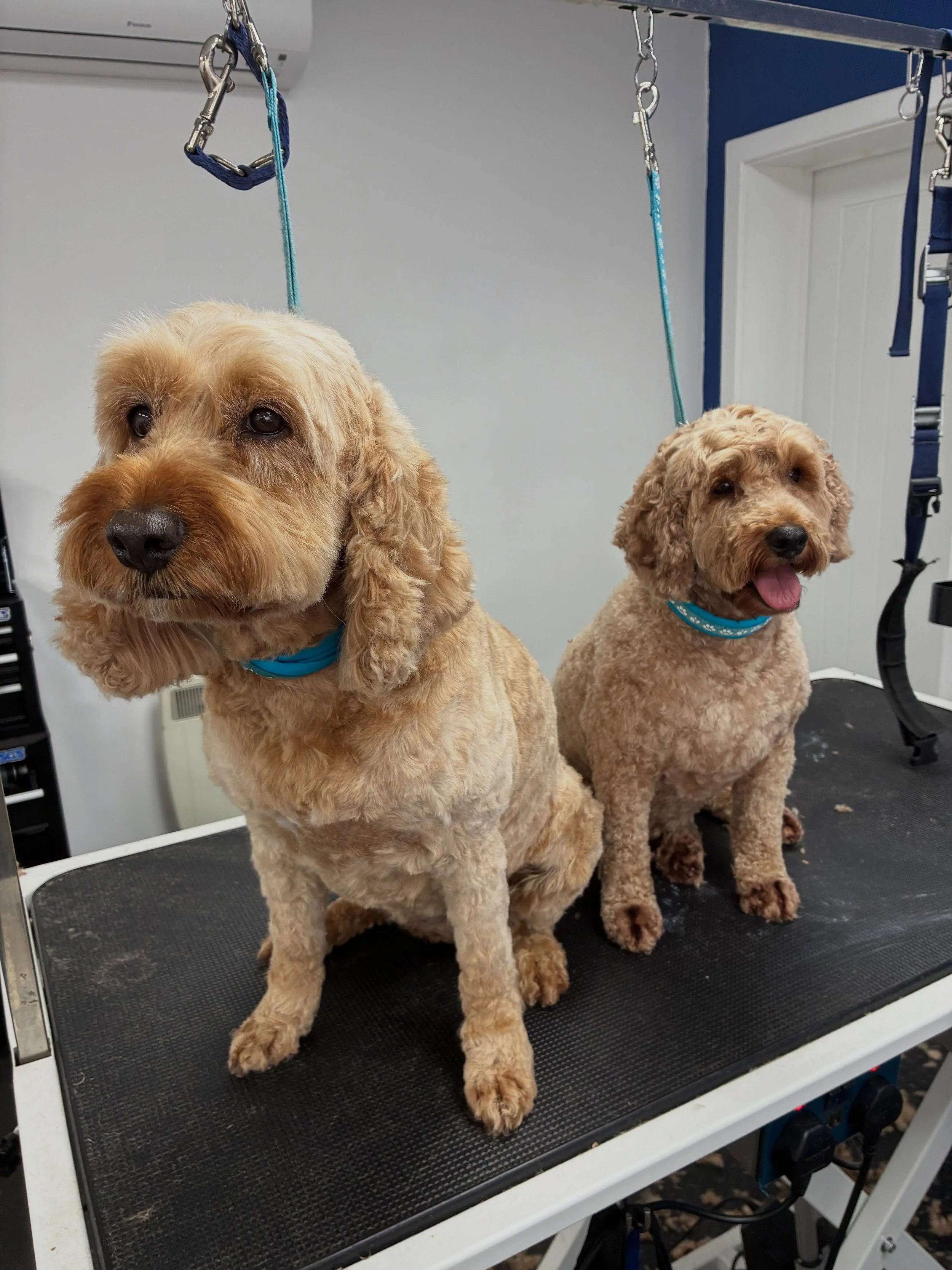 We had the very handsome 8-month old Gerald in for a pamper this morning in Wags, then we had mother and daughter Willow and Rosie getting ready for the warmer weather next week 💙🐶😸🐾