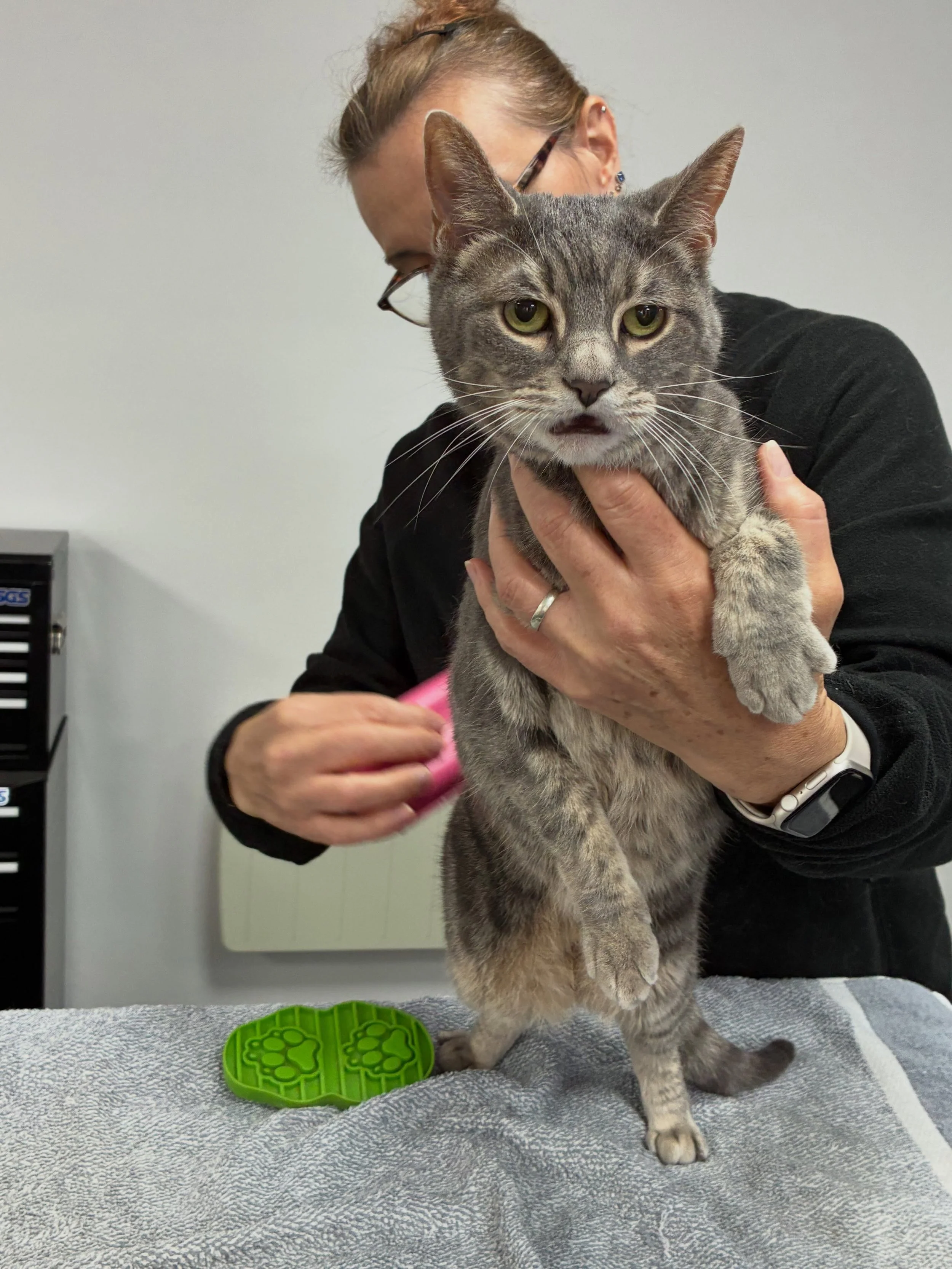 We had the gorgeous Pasha the cat  in for a nail clip and a little groom , then the very handsome Buster finishing with the amazing Hugo