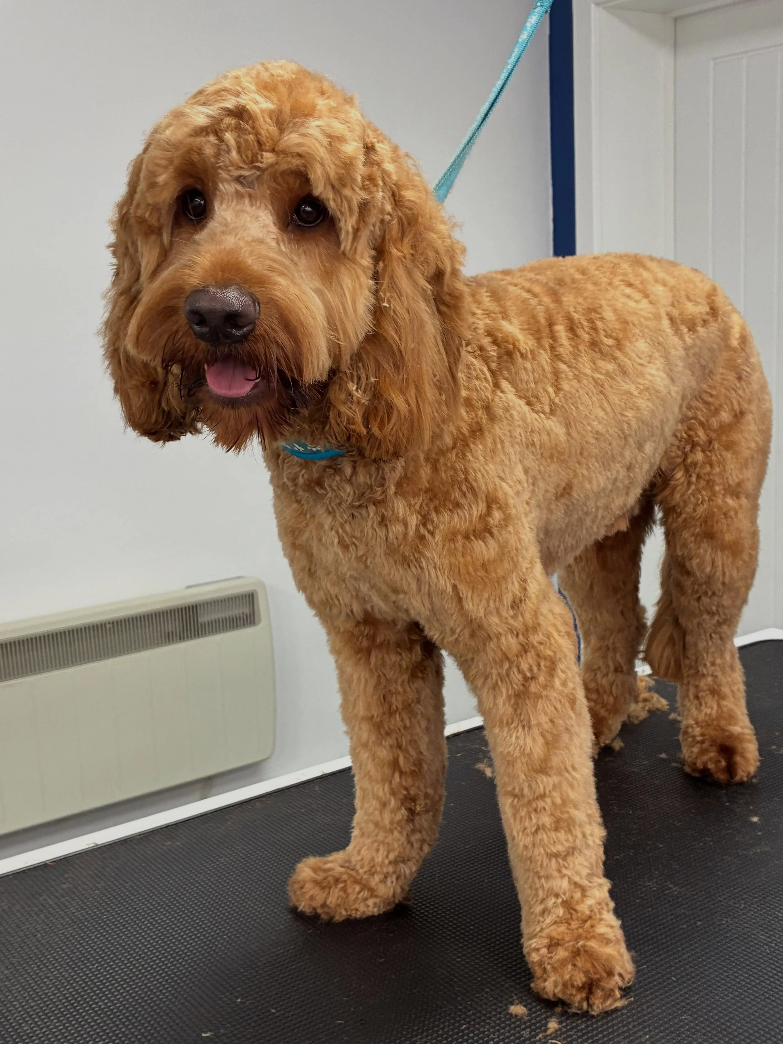 Cavapoo Day In Wags today with the handsome Milo then the young Tylo both being very good boys 🐶💙🐾