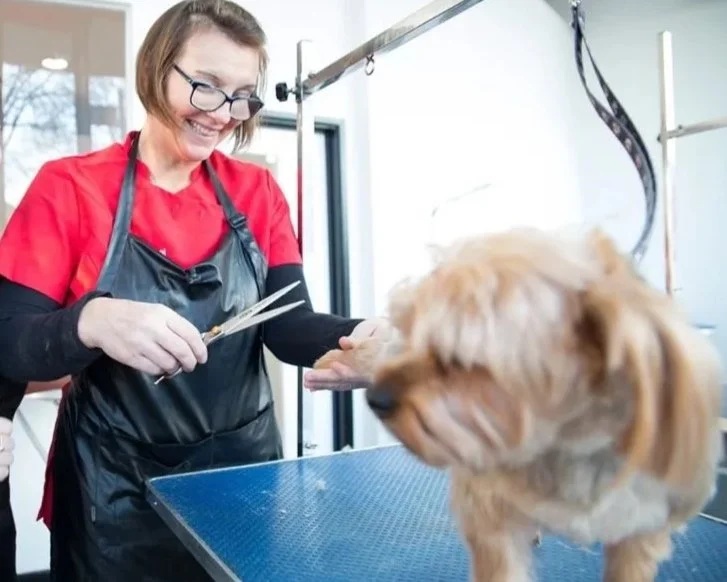 A woman grooming a golden retriever dog at a pet grooming salon.