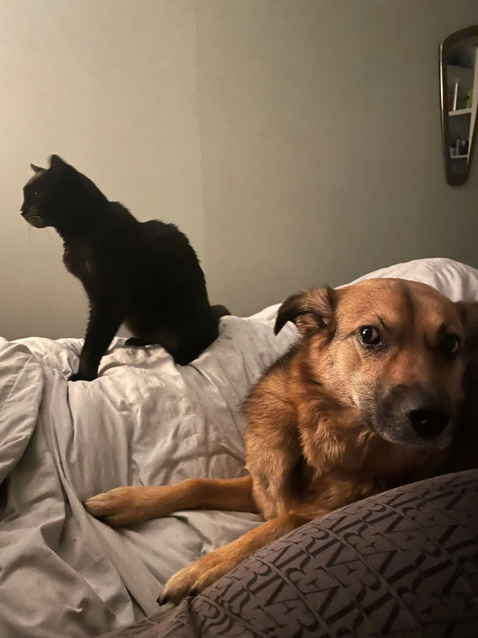 A black cat sitting on a bed with a brown dog lying next to it, both on a gray blanket.