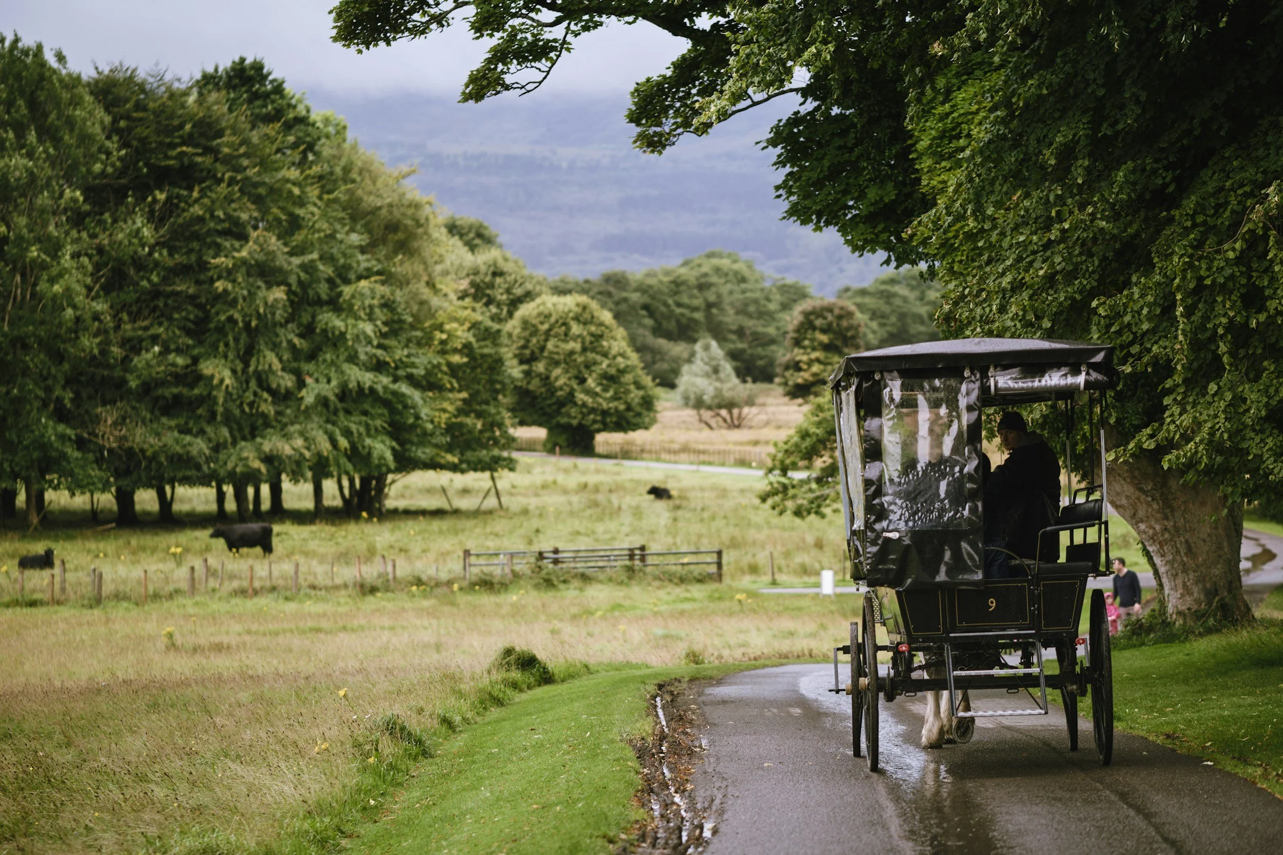 A horse-drawn carriage on a winding road surrounded by green trees and an open field with grazing cows.