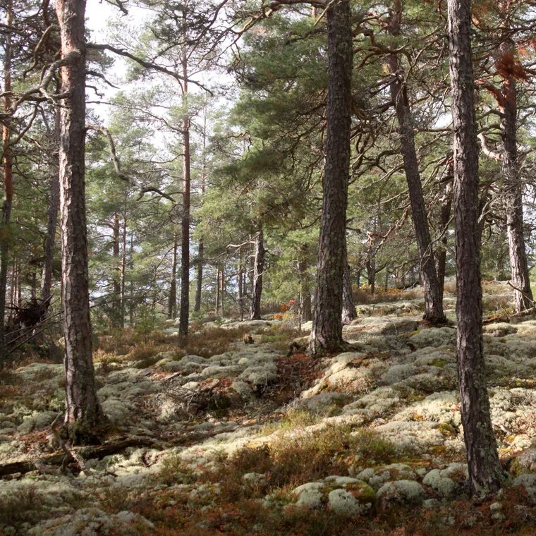 TEEN (14-17yrs old) Tickets - Thursday to Sunday