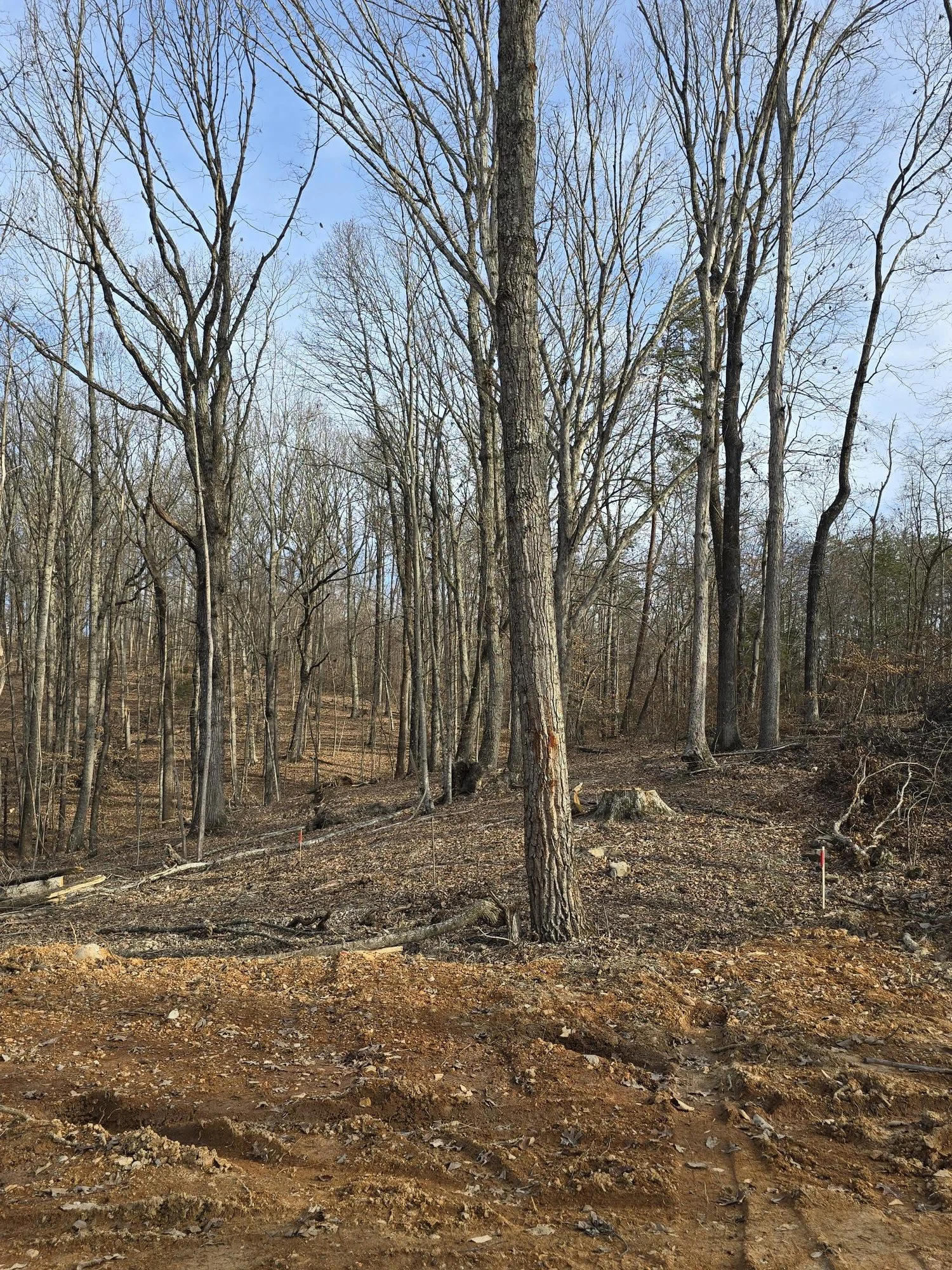 Aerial view of wooded lease lots for tiny homes and small cottages in Tennessee