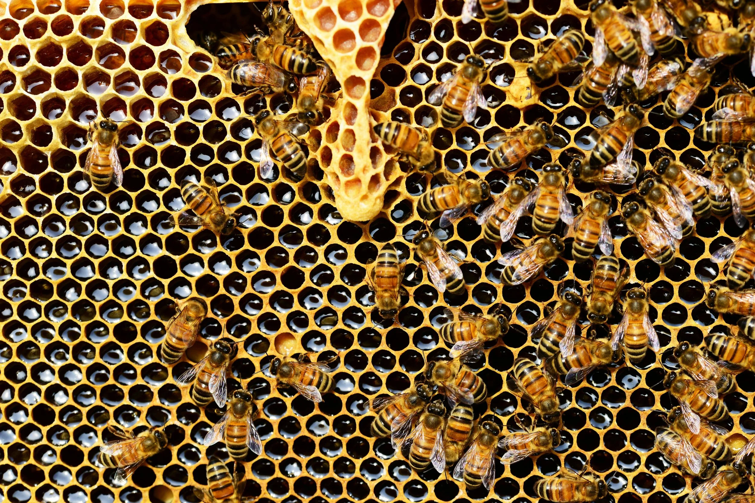 La richesse des abeilles : un soutien précieux pour l’immunité