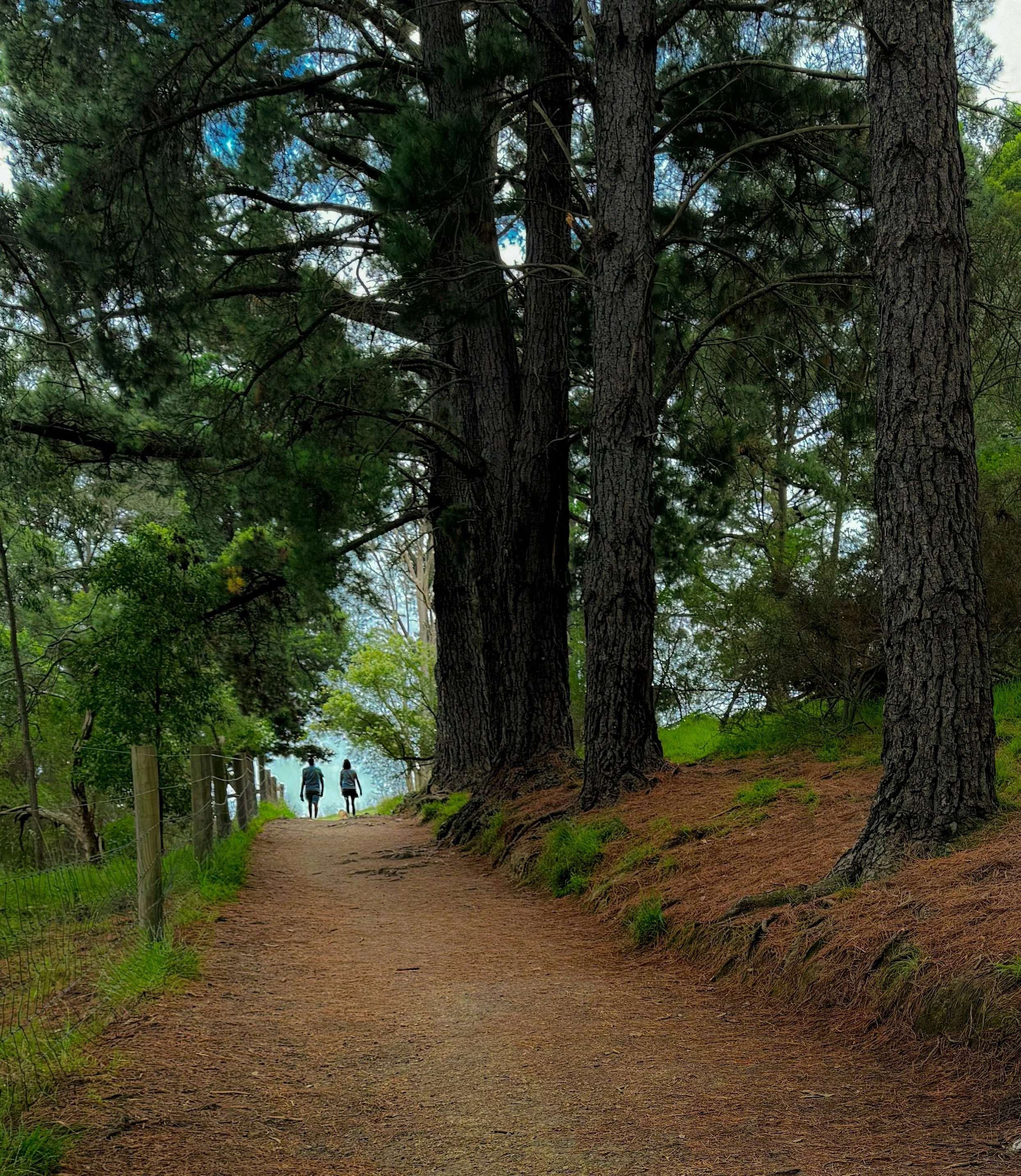 En skogssti omgitt av høye furutrær med to personer som går i den.