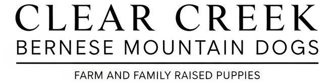 Clear Creek Bernese Mountain Dogs