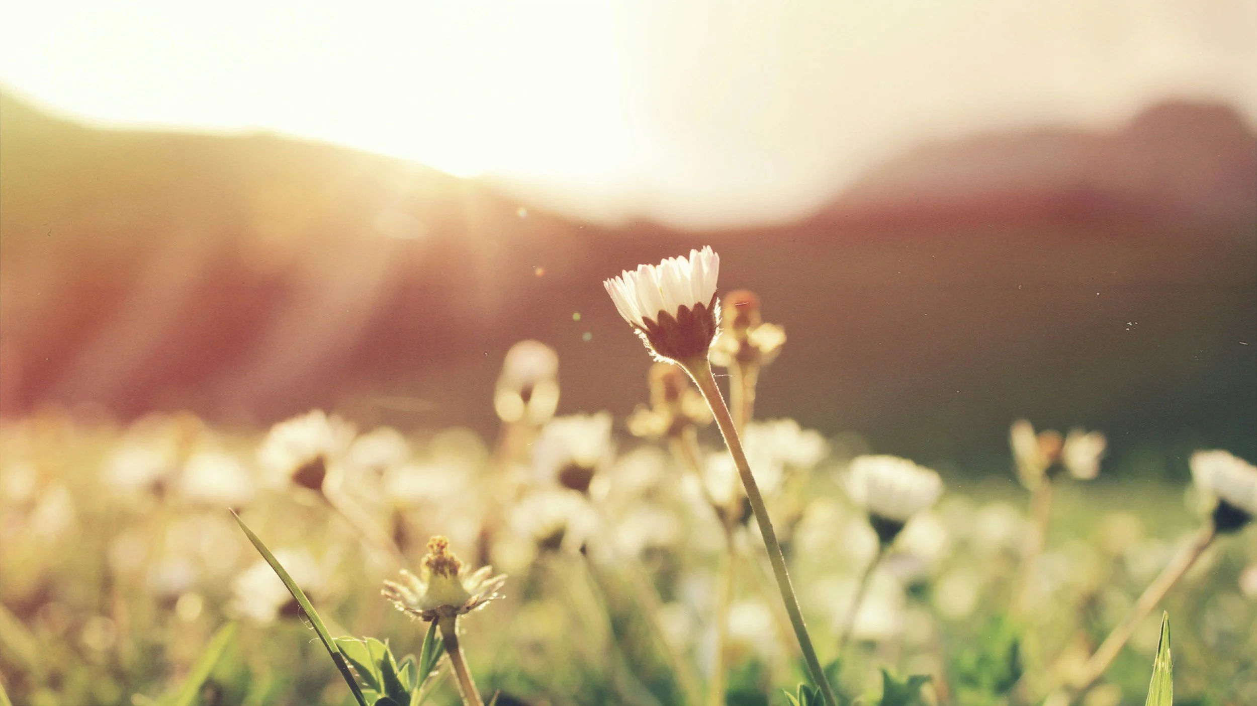 Close-up of a small white flower with a dark center in a field, illuminated by warm sunlight, with a blurry background of more flowers and greenery.