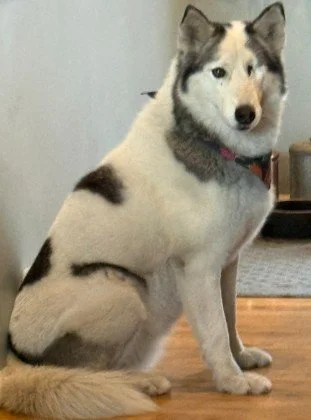 Siberian Husky dog sitting on the floor indoors.