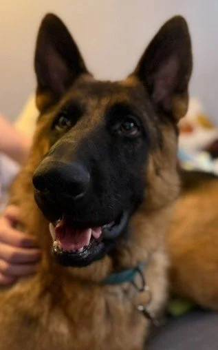 Close-up of a German Shepherd dog with erect ears and a happy expression.