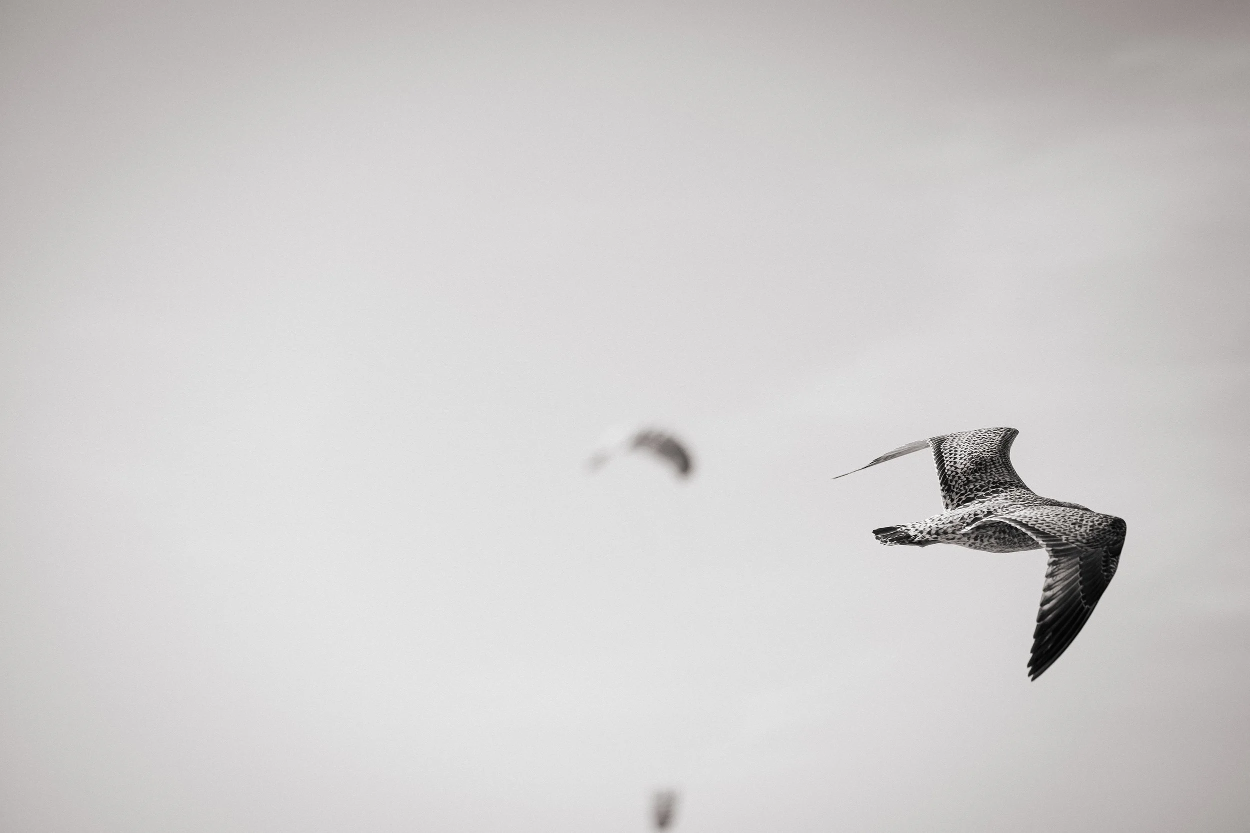 ANNOUCHKA-7308 copy.jpg