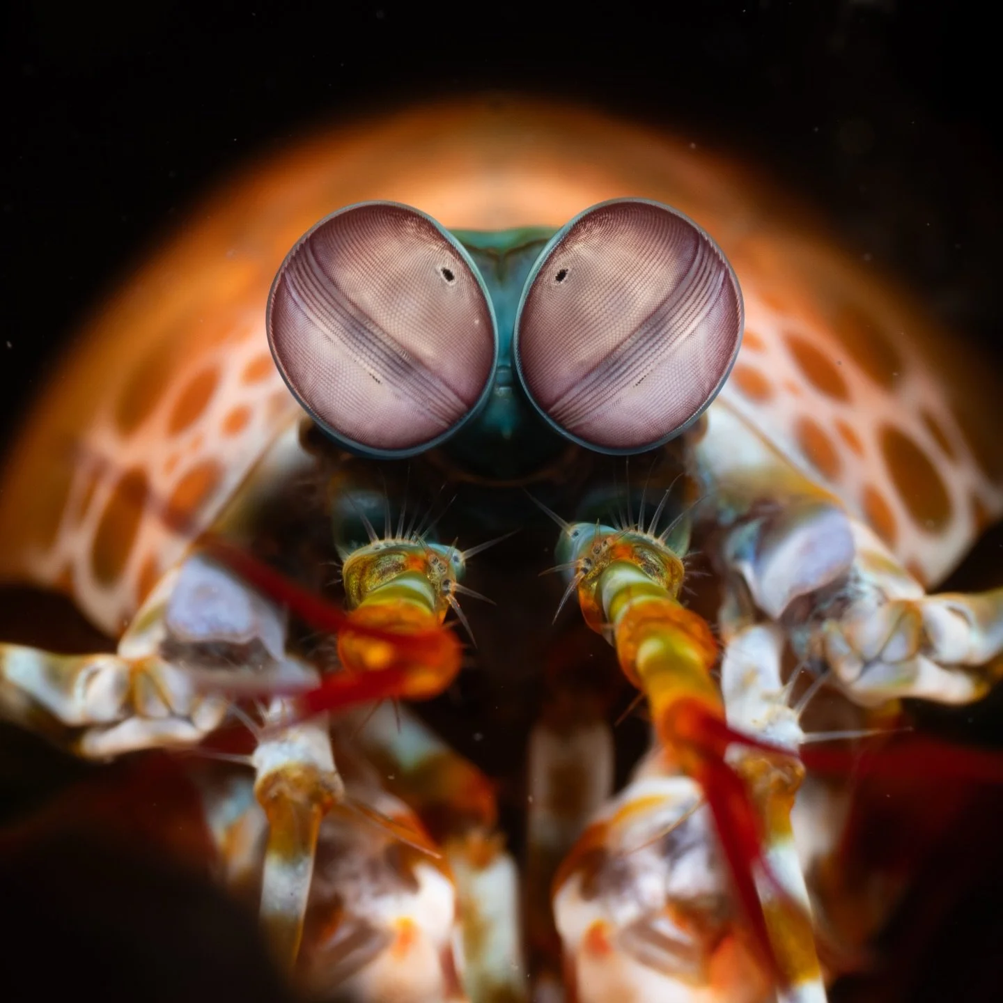 Two eyes, beyond imagination!
&mdash;&mdash;&mdash;&mdash;&mdash;&mdash;&mdash;&mdash;&mdash;&mdash;&mdash;&mdash;&mdash;&mdash;&mdash;&mdash;&mdash;&mdash;&mdash;&mdash;&mdash;&mdash;&mdash;&mdash;&mdash;&mdash;&mdash;&mdash;&mdash;
Shot with Sony A