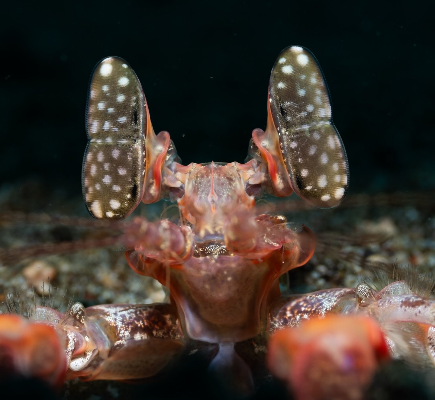 Two eyes, Infinite details! 
&mdash;&mdash;&mdash;&mdash;&mdash;&mdash;&mdash;&mdash;&mdash;&mdash;&mdash;&mdash;&mdash;&mdash;&mdash;&mdash;&mdash;&mdash;&mdash;&mdash;&mdash;&mdash;&mdash;&mdash;&mdash;&mdash;&mdash;&mdash;&mdash;
Shot with Sony A1