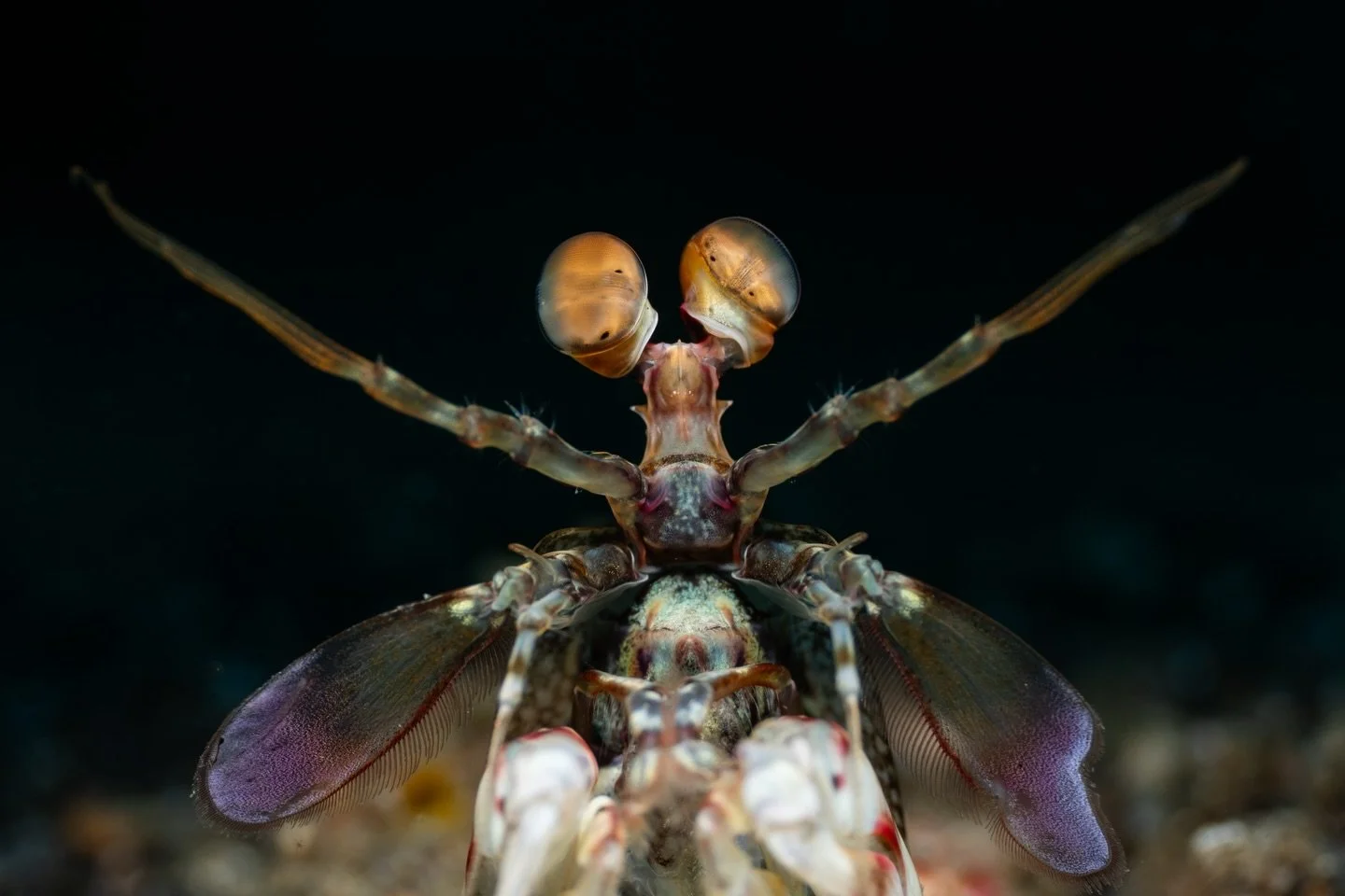 You shall not pass ⛔️

&mdash;&mdash;&mdash;&mdash;&mdash;&mdash;&mdash;&mdash;&mdash;&mdash;&mdash;&mdash;&mdash;&mdash;&mdash;&mdash;&mdash;&mdash;&mdash;&mdash;&mdash;&mdash;&mdash;&mdash;&mdash;&mdash;&mdash;&mdash;&mdash;
Sony A1- 90mm -Nauticam