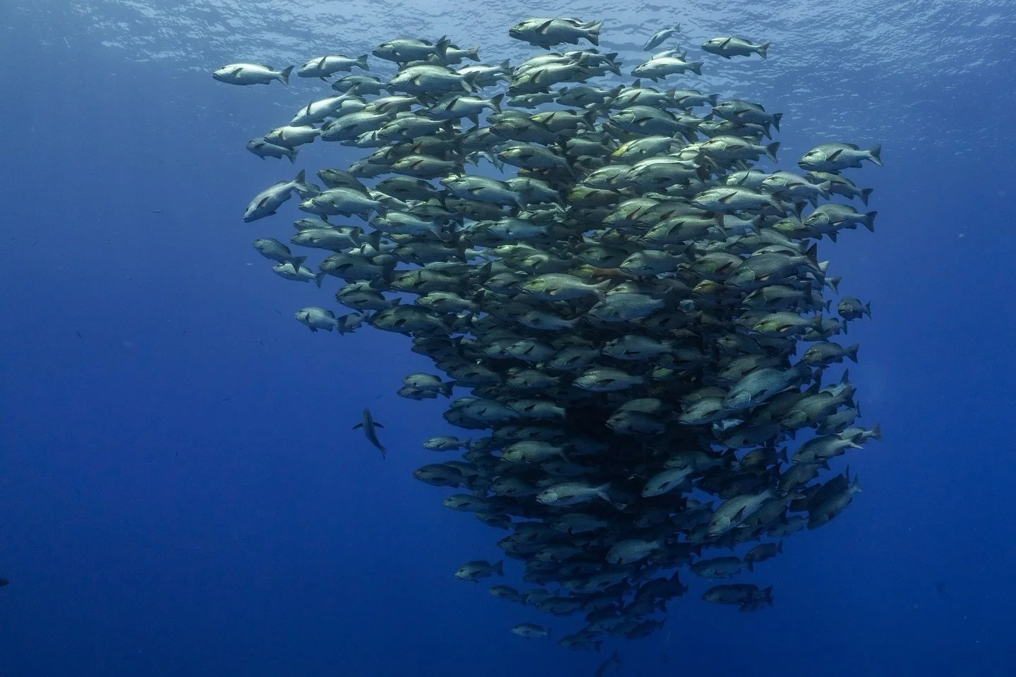 Large school of snappers 🐟🐟🐟🐟🐟🐟

&mdash;&mdash;&mdash;&mdash;&mdash;&mdash;&mdash;&mdash;&mdash;&mdash;&mdash;&mdash;&mdash;&mdash;&mdash;&mdash;&mdash;&mdash;&mdash;&mdash;&mdash;&mdash;&mdash;&mdash;&mdash;&mdash;&mdash;&mdash;&mdash;

Sony A