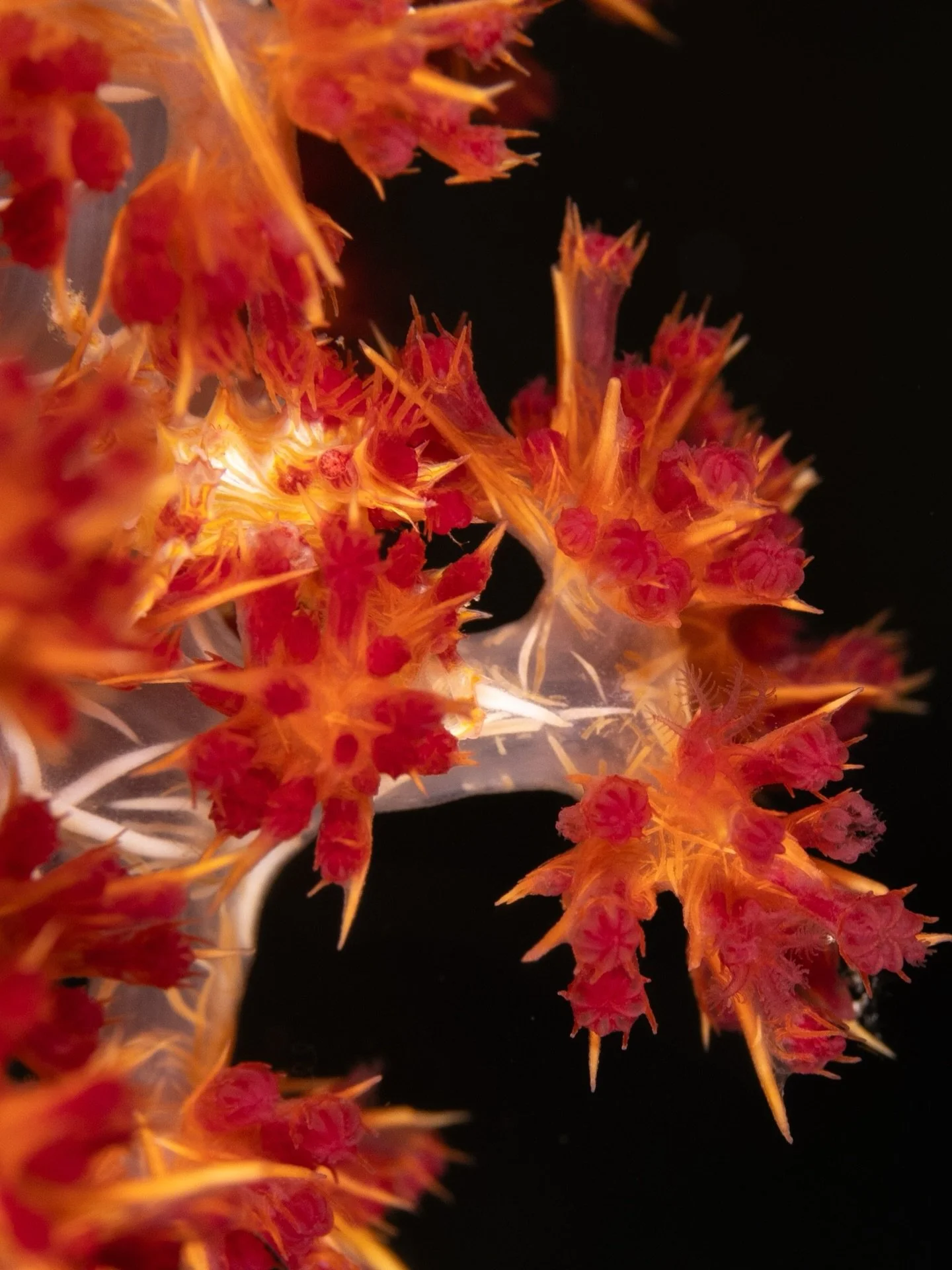 I&rsquo;m right here&hellip; somewhere. Can you see me? 👀

#nauticam #scubadivingmag #majedphotosf  #divephotoguide #underwaterphotography #natgeoyourshotpoy25