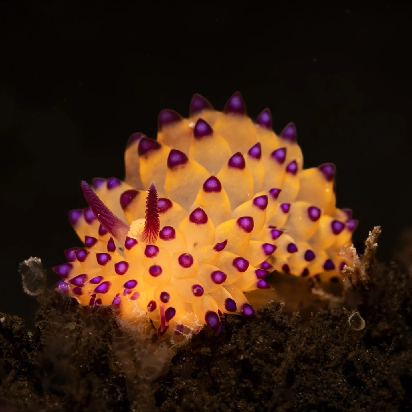 🟪 Purple-tipped janolus sea slug 🟨

&mdash;&mdash;&mdash;&mdash;&mdash;&mdash;&mdash;&mdash;&mdash;&mdash;&mdash;&mdash;&mdash;&mdash;&mdash;&mdash;&mdash;&mdash;&mdash;&mdash;&mdash;&mdash;&mdash;&mdash;&mdash;&mdash;&mdash;&mdash;&mdash;

Shot wi