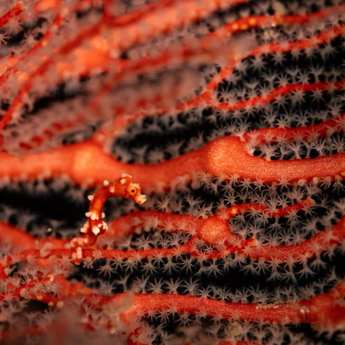 Santa Claus pygmy seahorse 🎅
حصان البحر القزمي،كائن جميل لا يتجاوز حجمه ٢ سم، يعيش متخفياً بين أغصان المرجان المروحي. طوّرت هذه الكائنات قدرة مذهلة على تقليد لون وشكل المرجان المضيف، ما يمنحها تمويهًا مثاليًا ويجعل العثور عليها تحديًا حقيقيًا بين أل