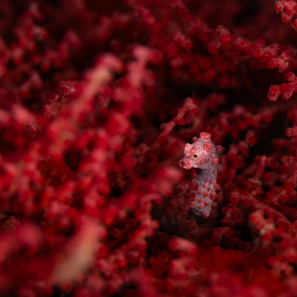 Bargibant&rsquo;s seahorse!
&mdash;&mdash;&mdash;&mdash;&mdash;&mdash;&mdash;&mdash;&mdash;&mdash;&mdash;&mdash;&mdash;&mdash;&mdash;&mdash;&mdash;&mdash;&mdash;&mdash;&mdash;&mdash;&mdash;&mdash;&mdash;&mdash;&mdash;&mdash;&mdash;

Sony A1- 90mm - N