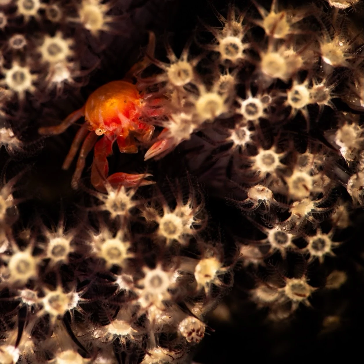 &ldquo;S&rdquo; stands for hope. And hope means trying again tomorrow.
So try again tomorrow, and never stop&mdash;Kryptonians.
&mdash;&mdash;&mdash;&mdash;&mdash;&mdash;&mdash;&mdash;&mdash;&mdash;&mdash;&mdash;&mdash;&mdash;&mdash;&mdash;&mdash;&md